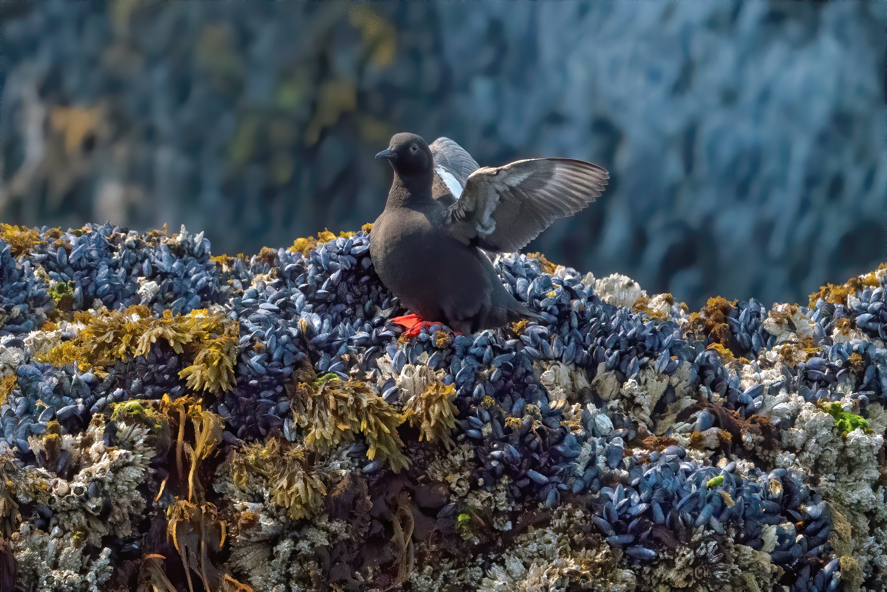 Pigeon Guillemot, Sitka, Alaska Mandatory credit Stacy Hoffman/���Ĵ�ý Photography Awards