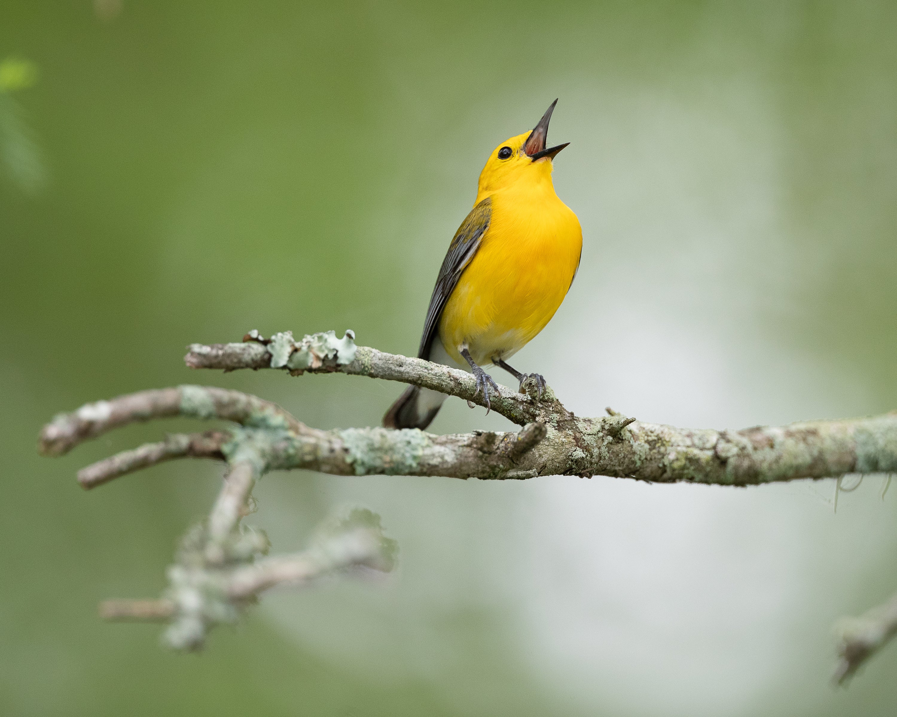 Prothonotary Warbler perched on a tree branch vocalizing. Photo: Jeff Kingsfield/Audubon Photography Awards