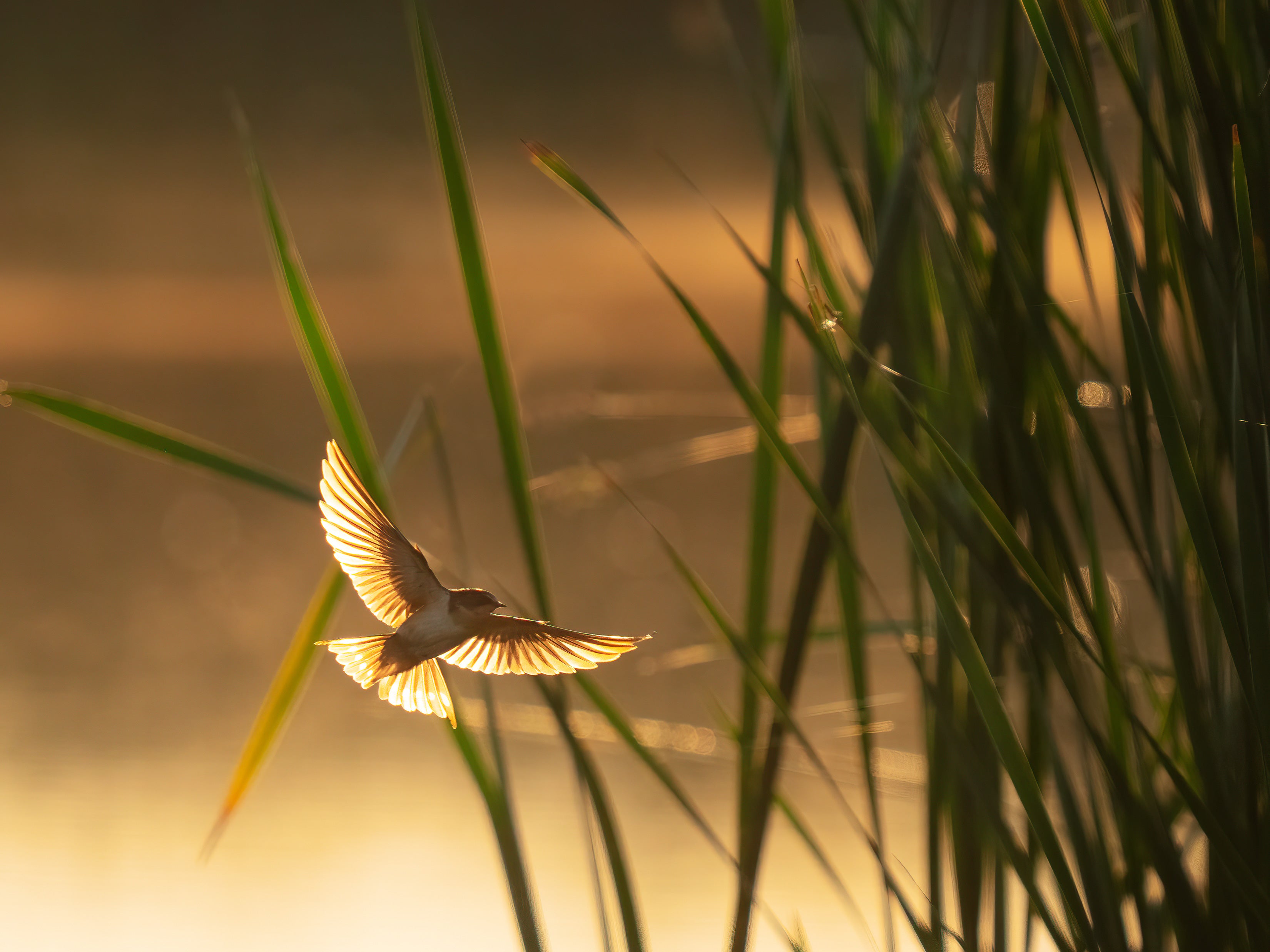 A backlit Barn Swallow flies around tall green reeds.