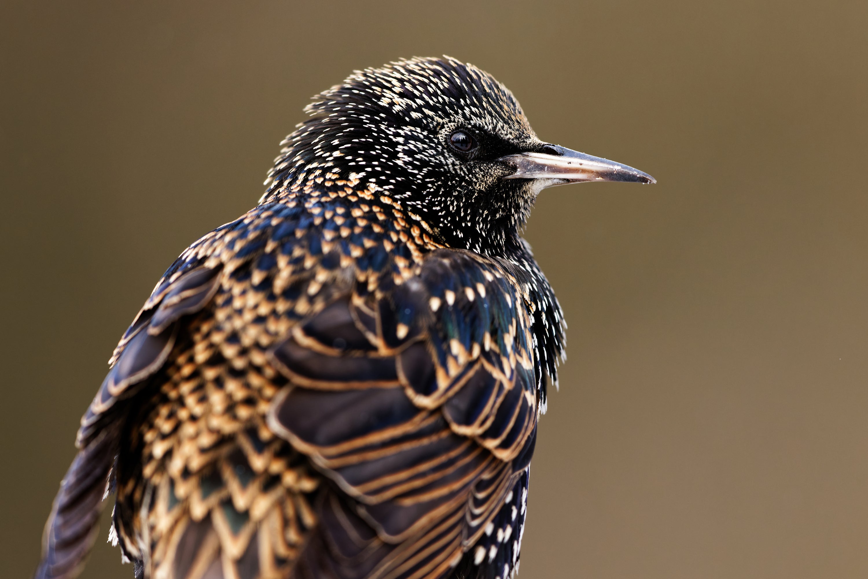 Profile of iridescent bird 