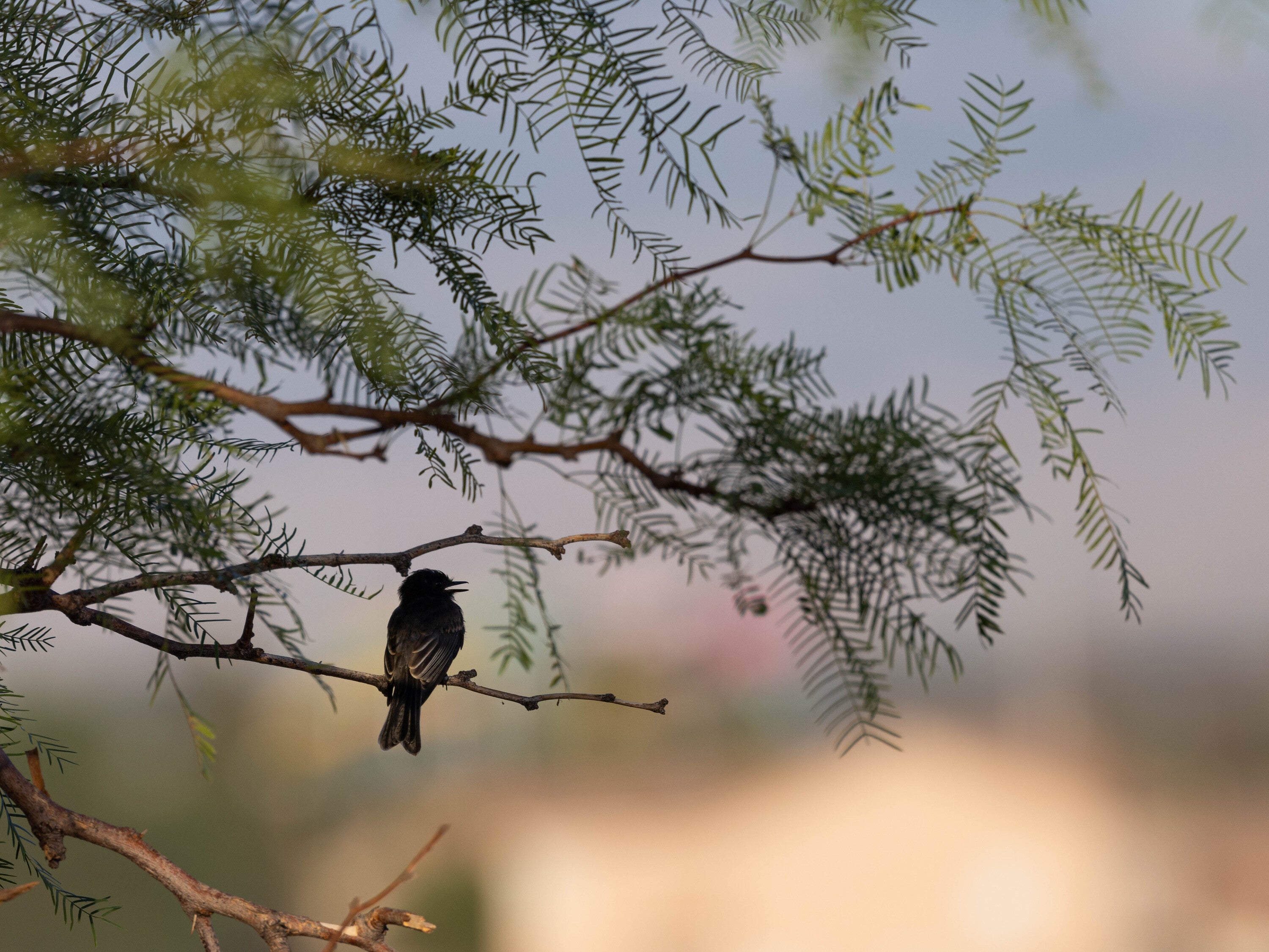 Black Phoebe on Prosopis glandulosa. Photo: Andy DeBroux/̽����ѡ Photography Awards