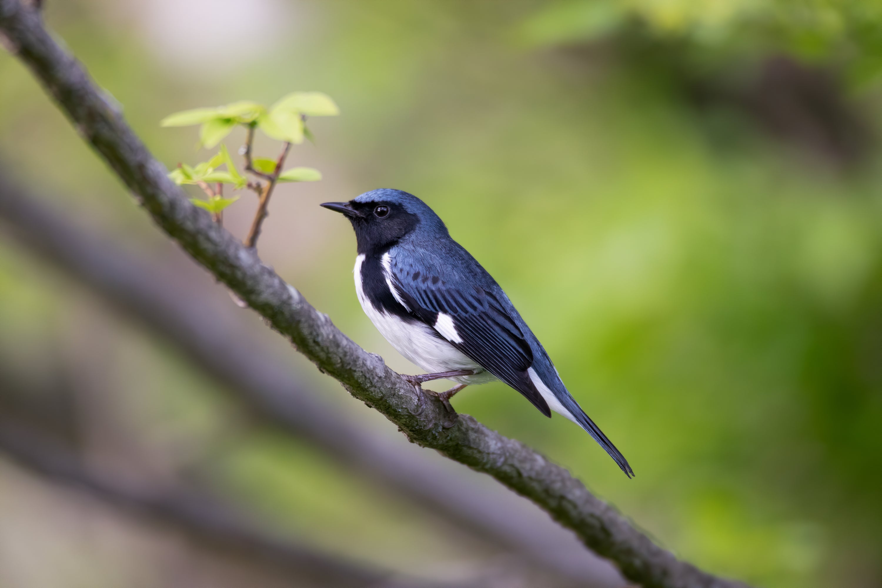 Blue, black, and white bird, a Black-throated Blue Warbler, stands on a bare branch.