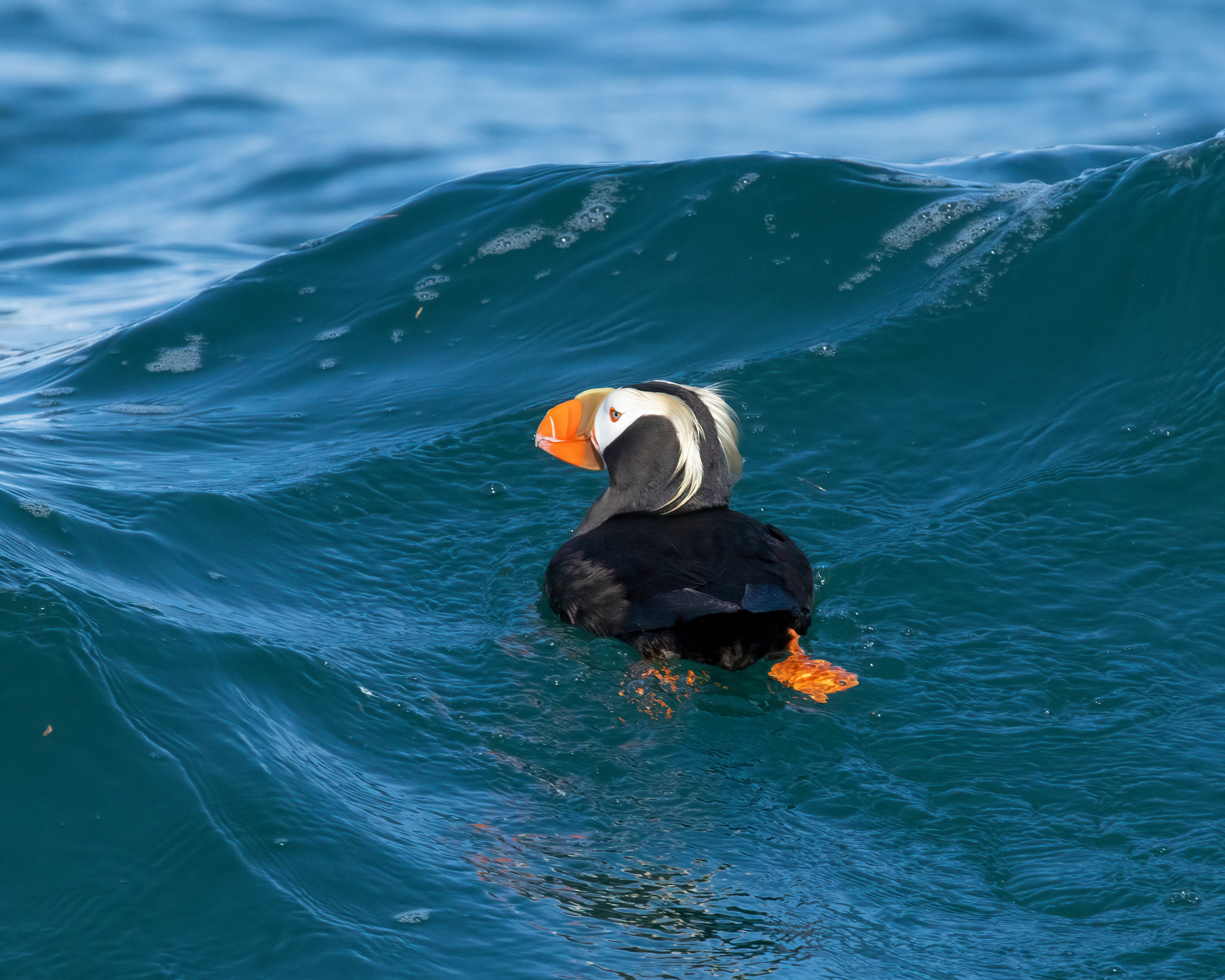 A bird floating in the surf.