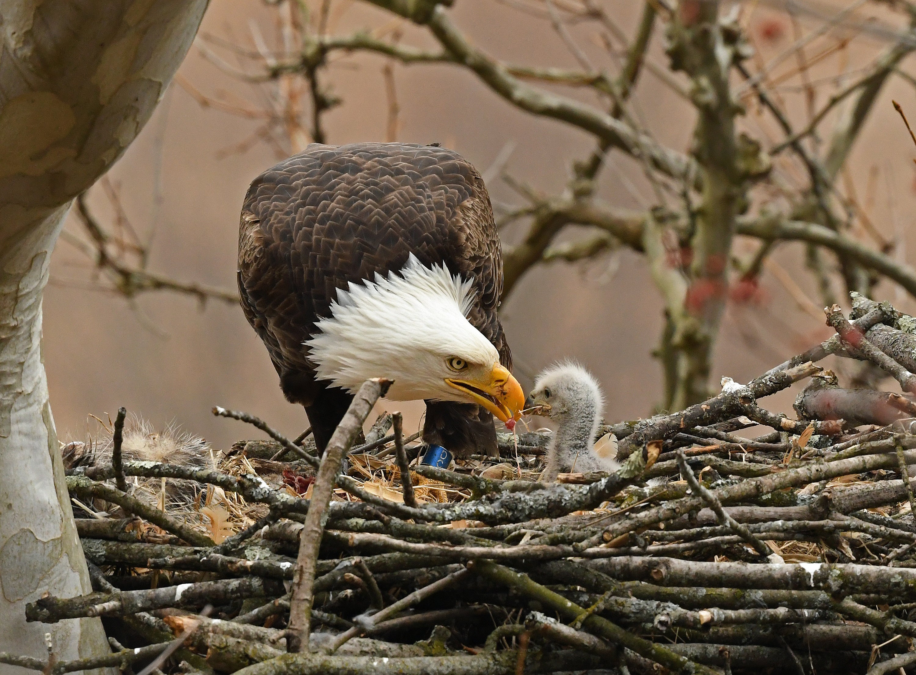 Bald Eagle caring for a hatchling