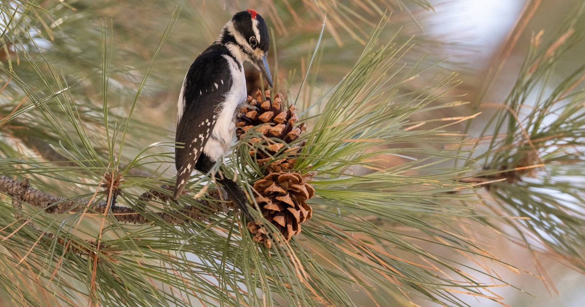 Restoring Watersheds One Meadow at a Time Restoring Watersheds One Meadow at a Time
