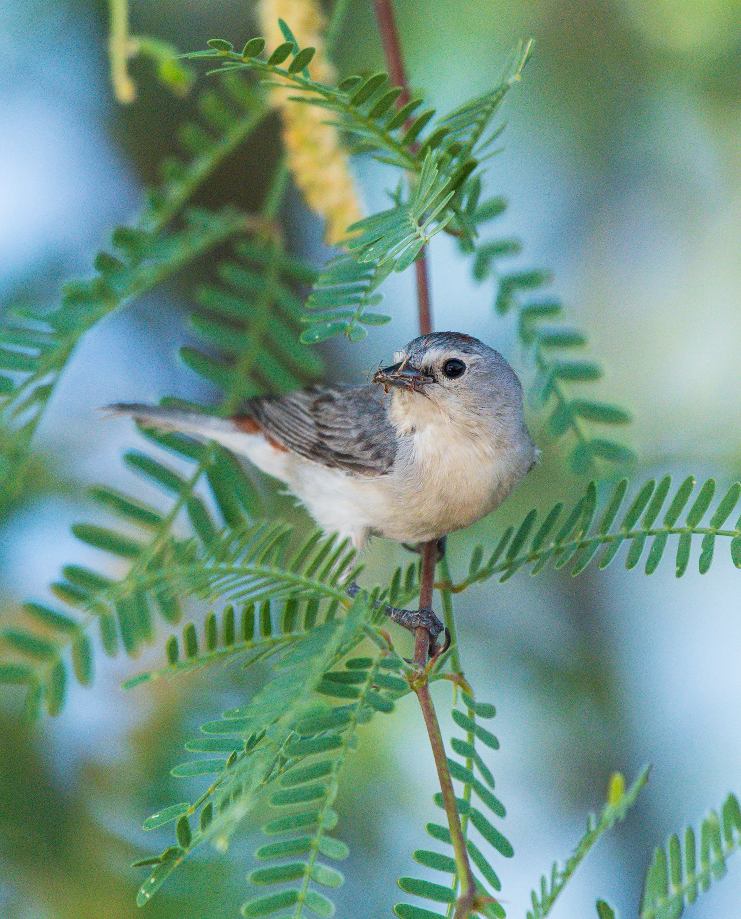 Lucy's Warbler. Photo: Brendan Murphy/̽����ѡ Photography Awards