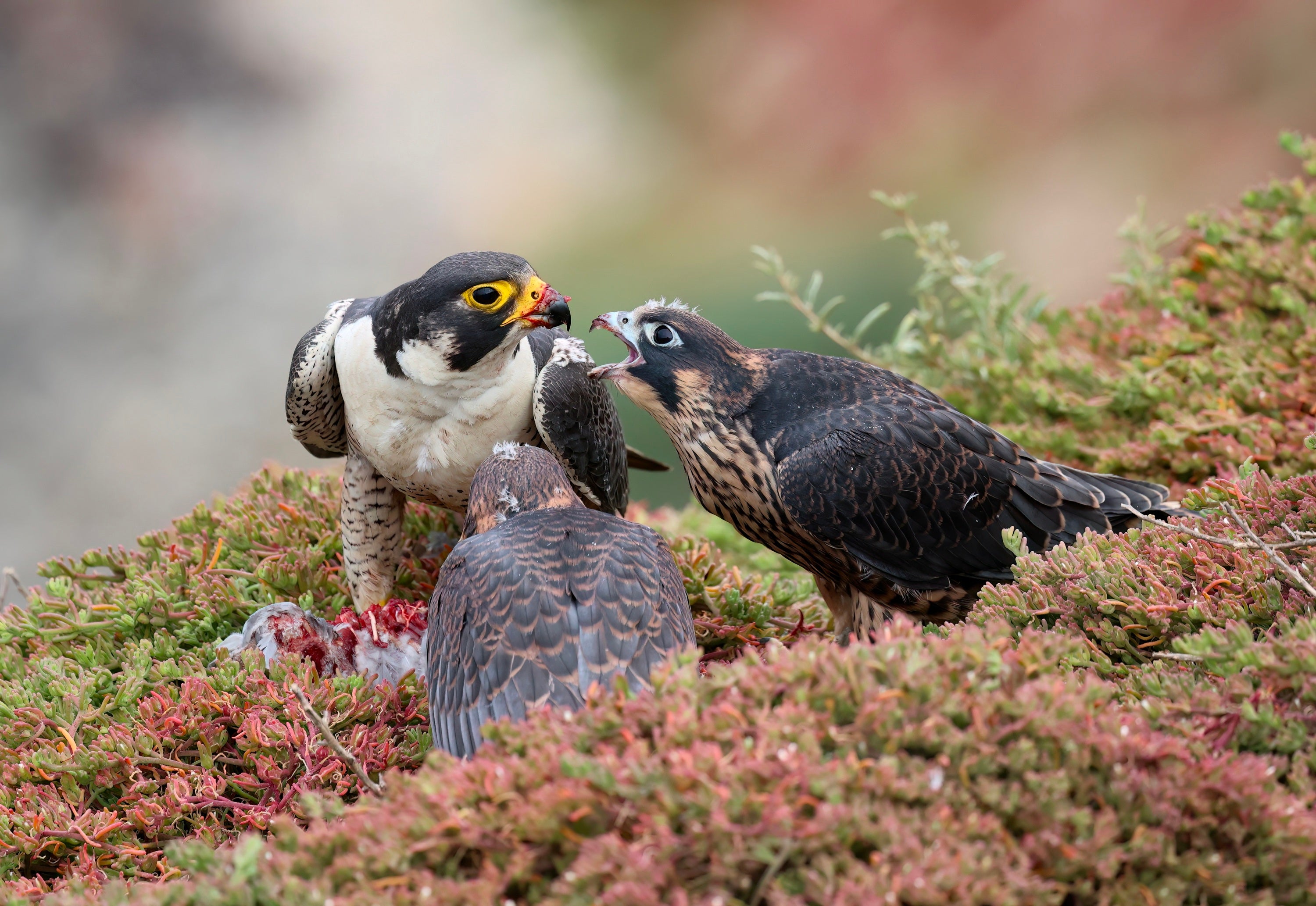 An adult Peregrine Falcon feeding two juveniles.
