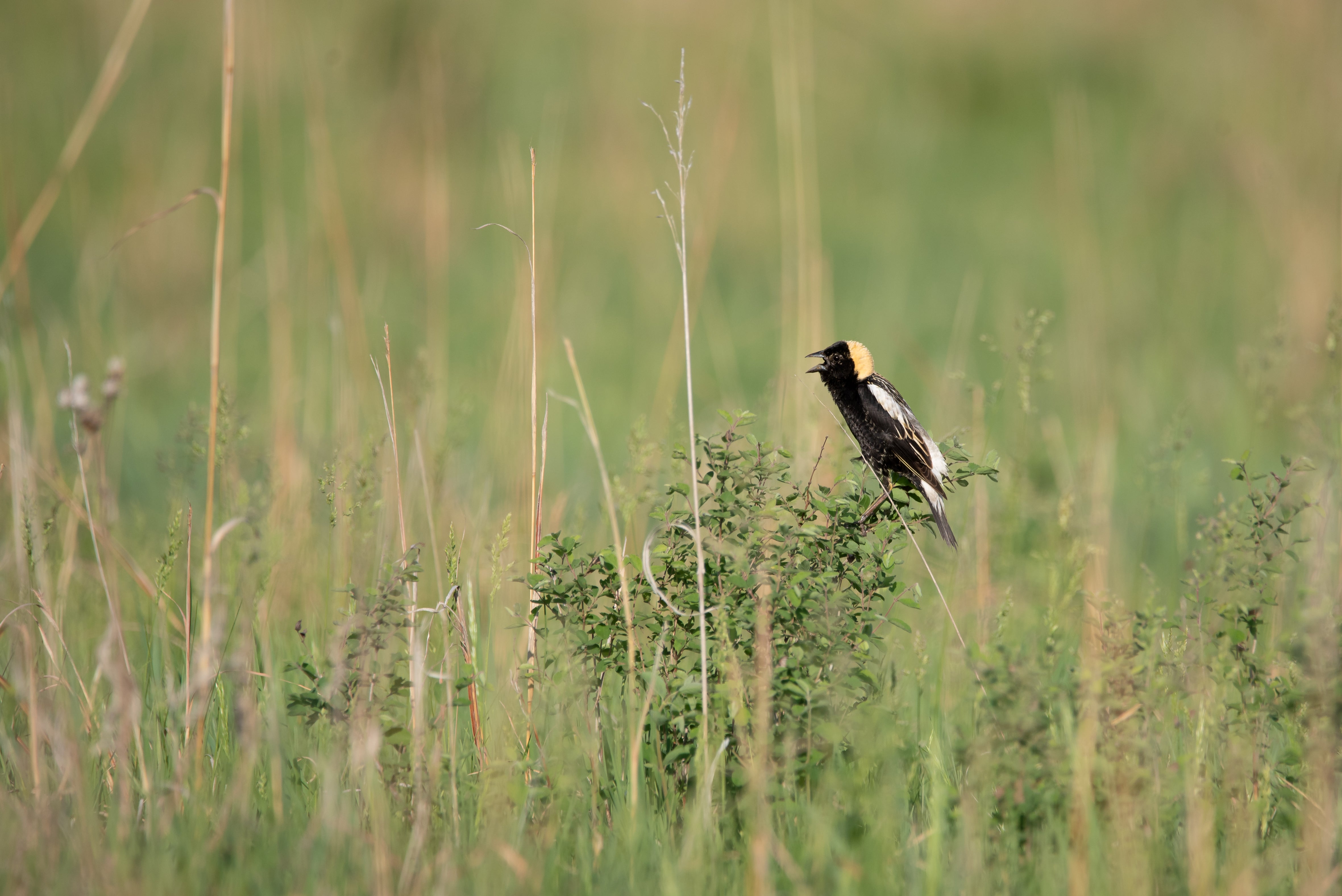 Bobolink in a field