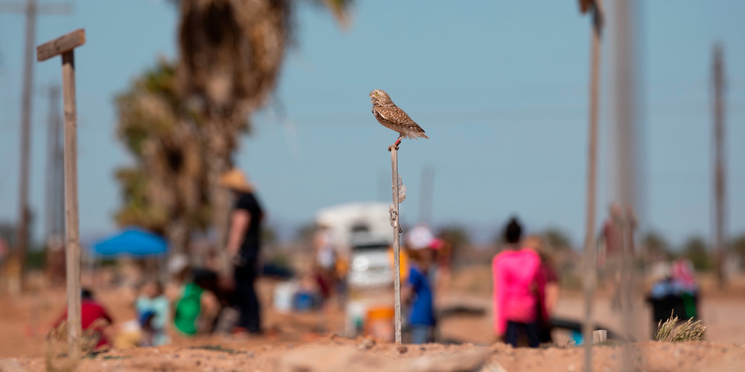 Burrowing owl workday Photo: Luke Franke
