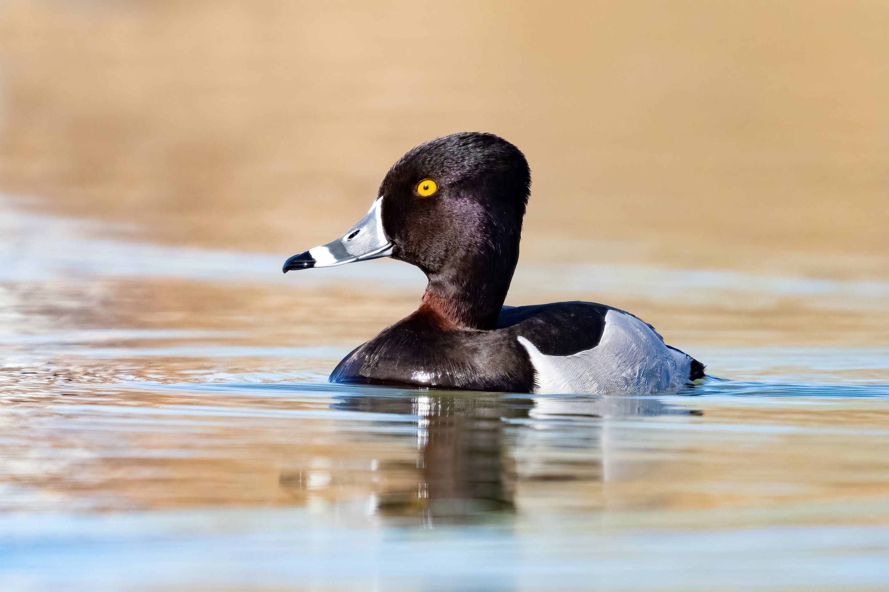 Single duck on water
