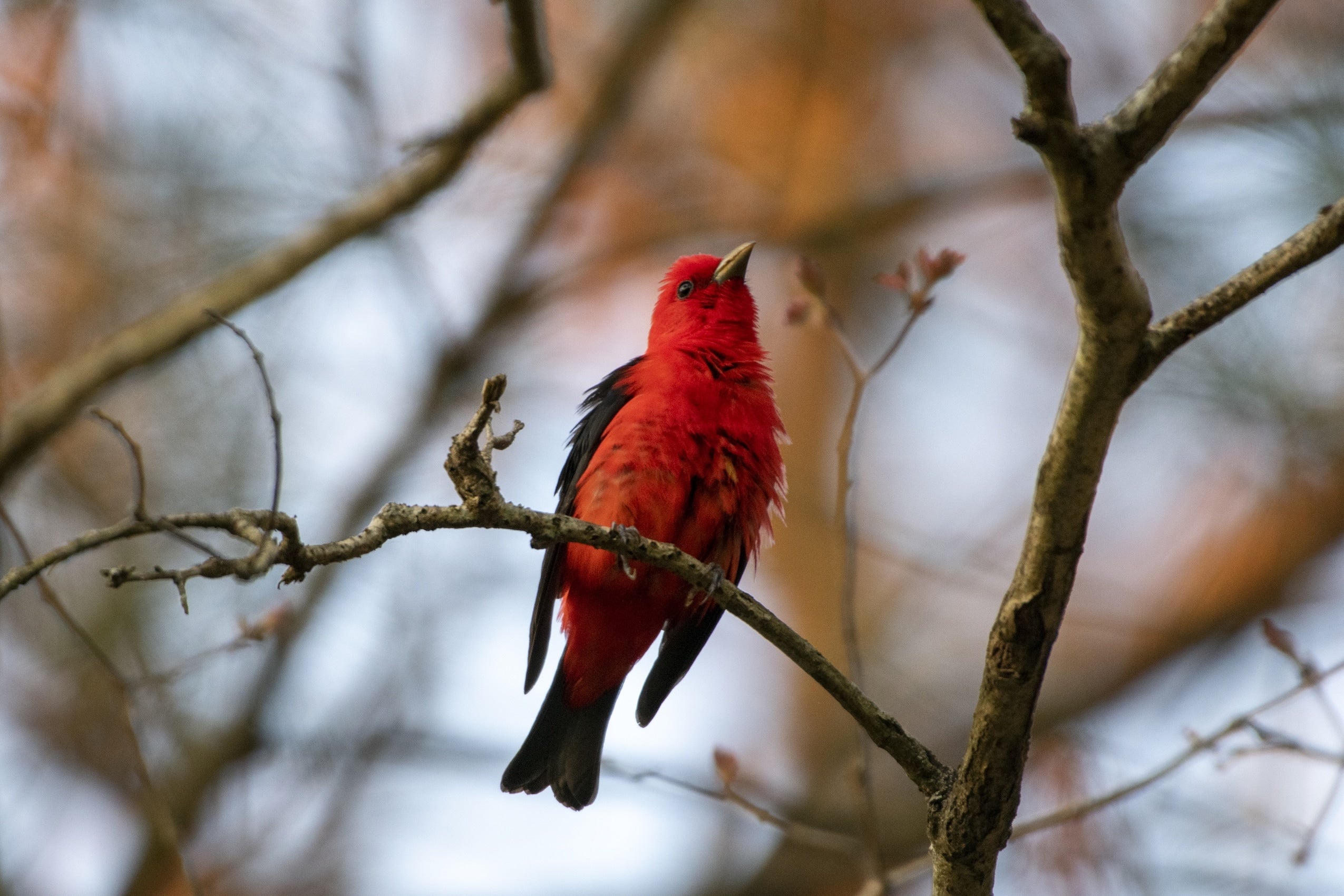 Scarlet Tanager