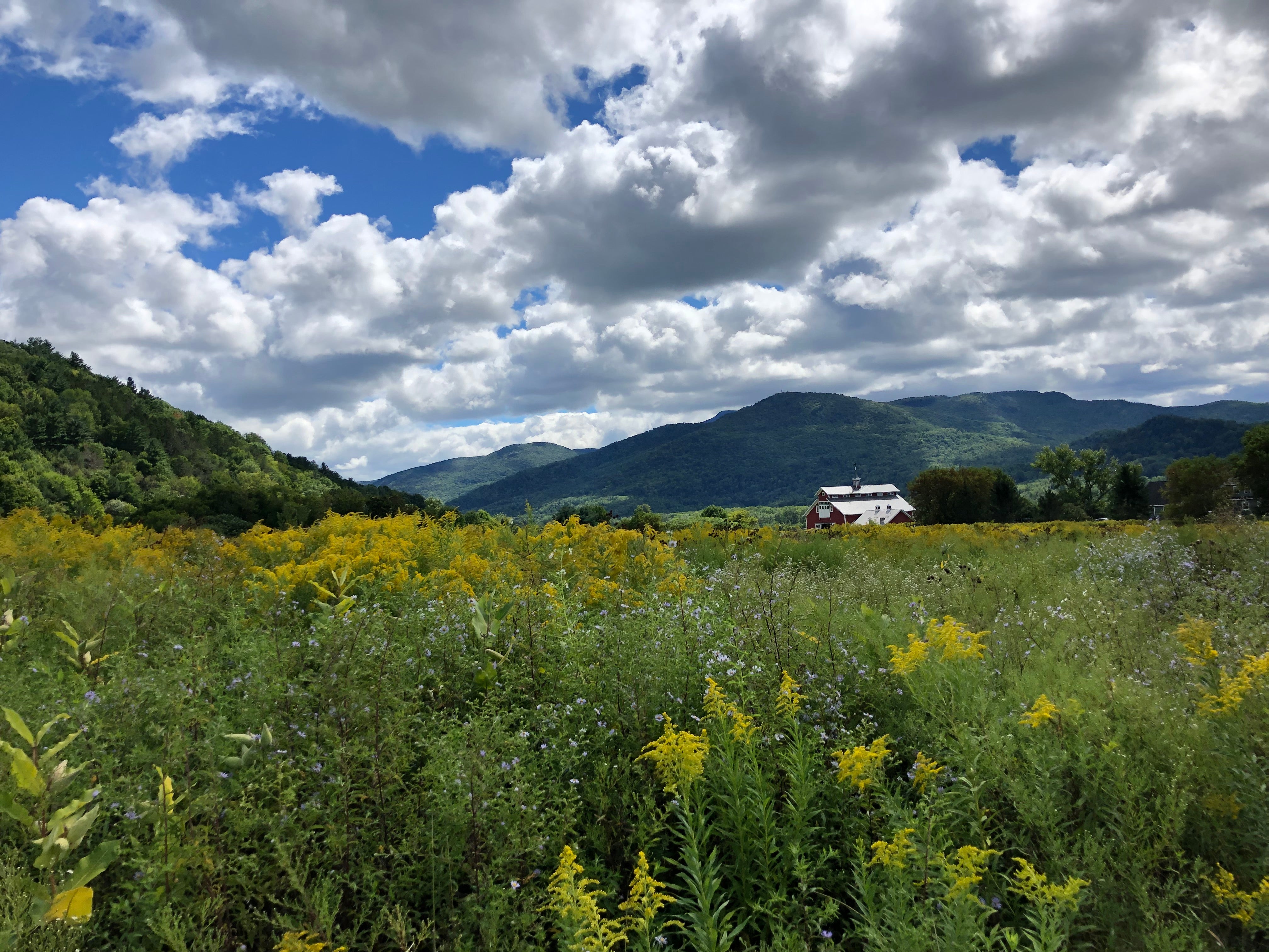 A photo of a field of golden road with a red barn, mountains, and blue sky in the background.