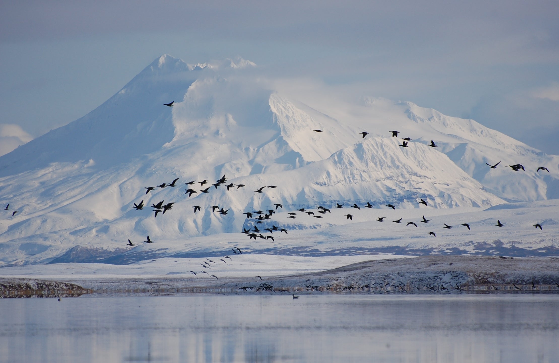 Flock of geese in flight before snowy mountains
