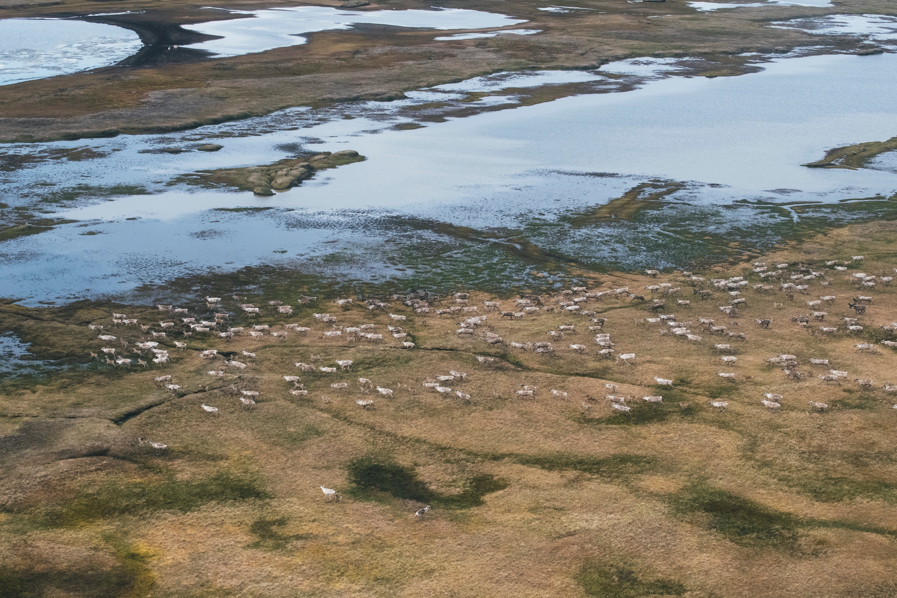 Herd of caribou on wetlands