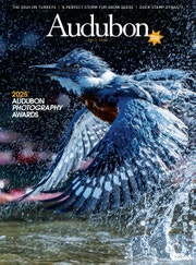 Hummingbird Documentary A New Documentary About a Hummingbird Rehabber Peeks At Life on a ...