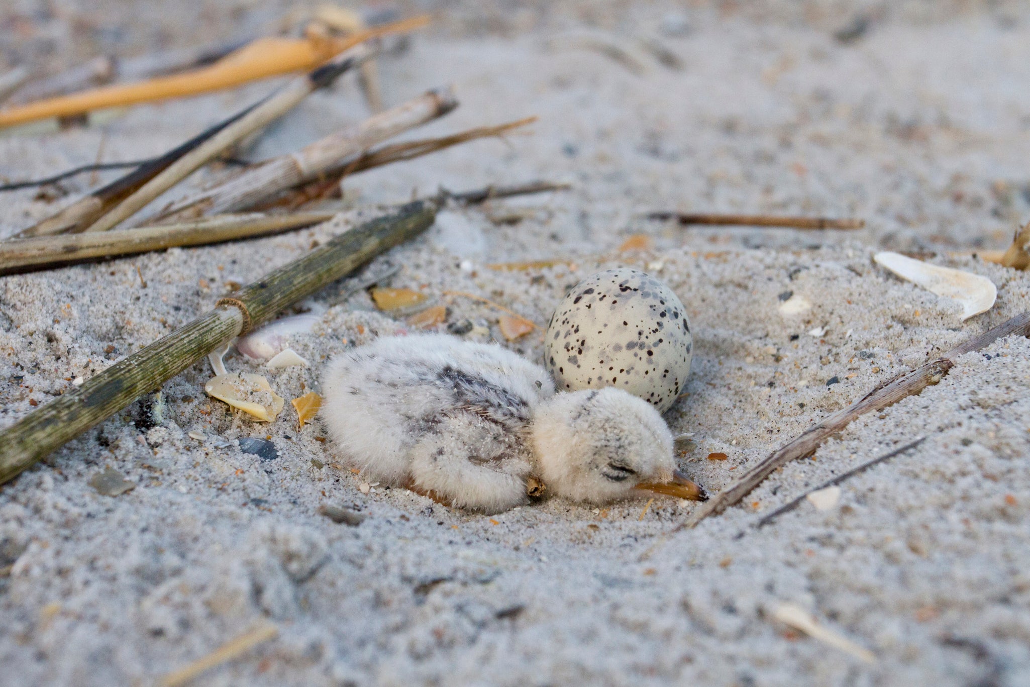 Least Tern egg and chick on the beach. Photo: Lindsay Addison/Audubon