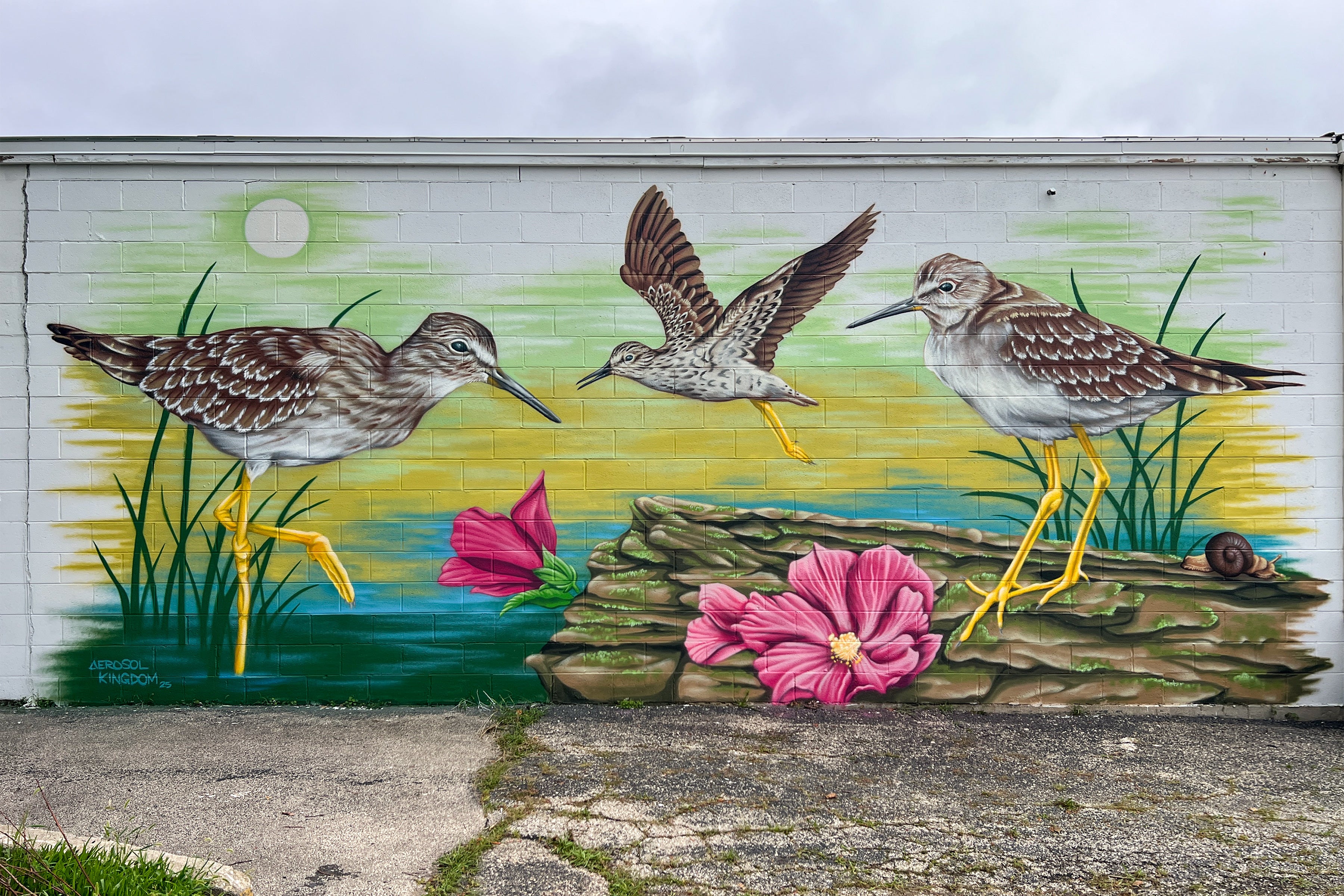 A mural of three Lesser Yellowlegs painted on a white brick building.