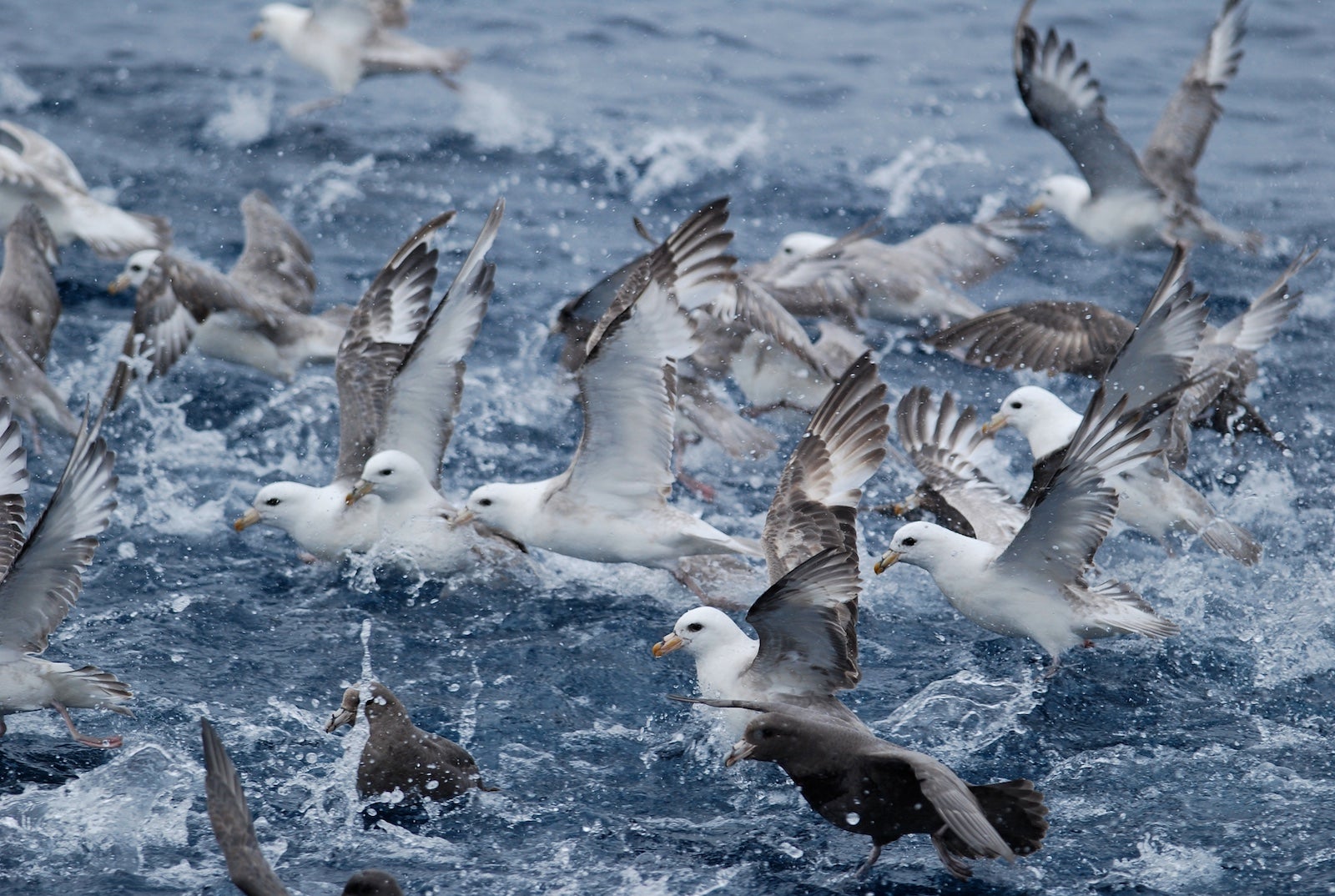 Flock of seabirds on water