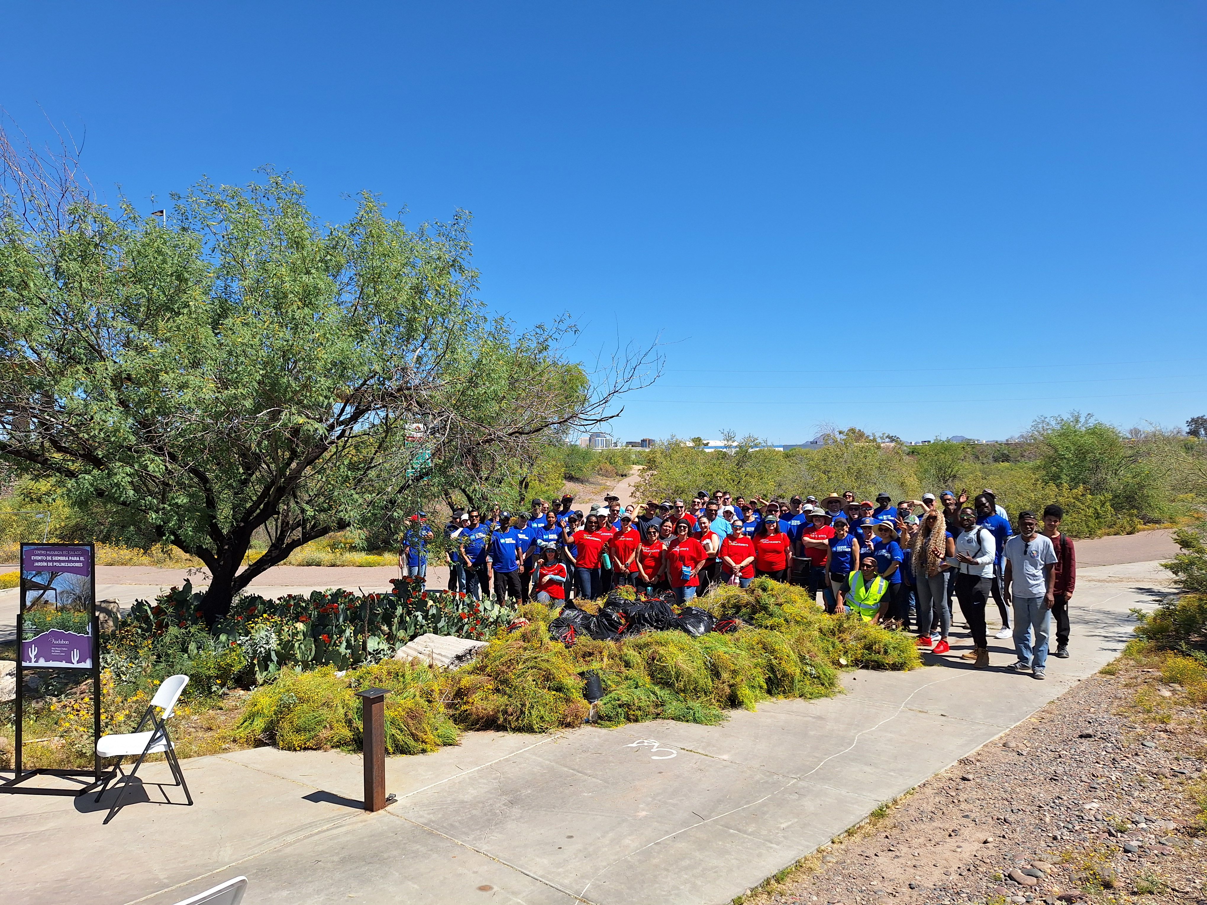 Stinknet Removal. Photo: Danny Roper-Jones/ Audubon Southwest