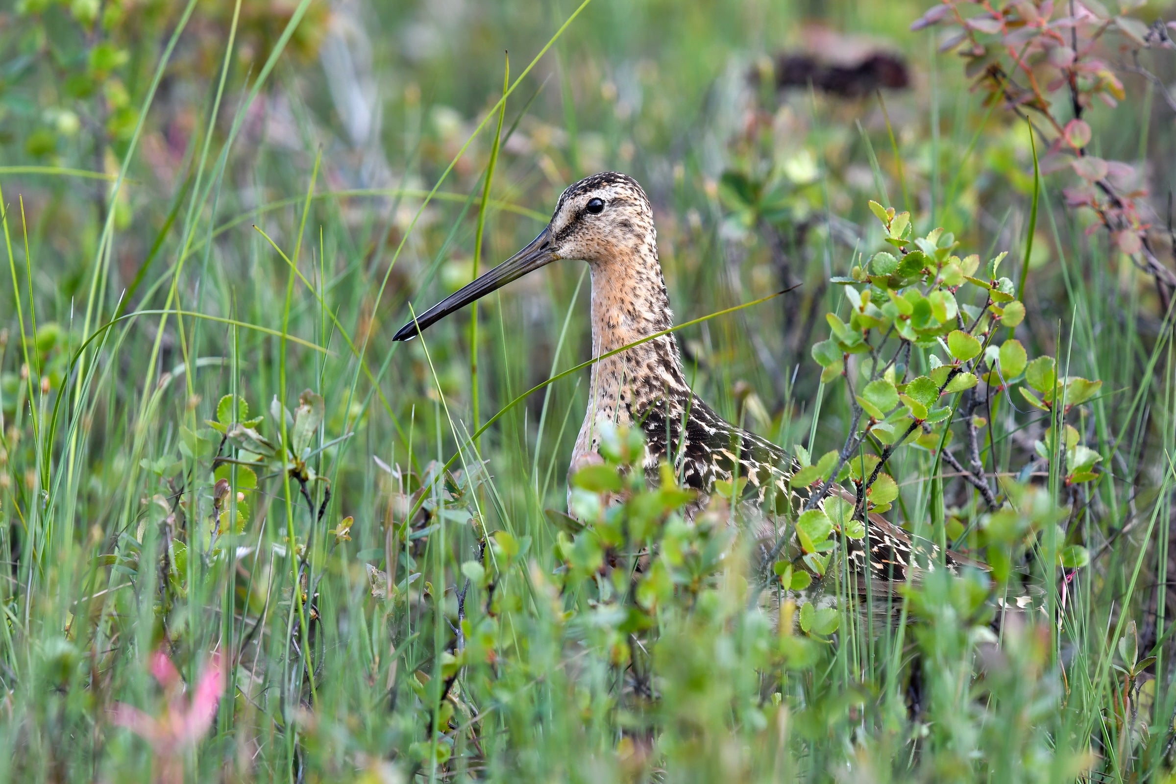 Short-billed Dowitcher