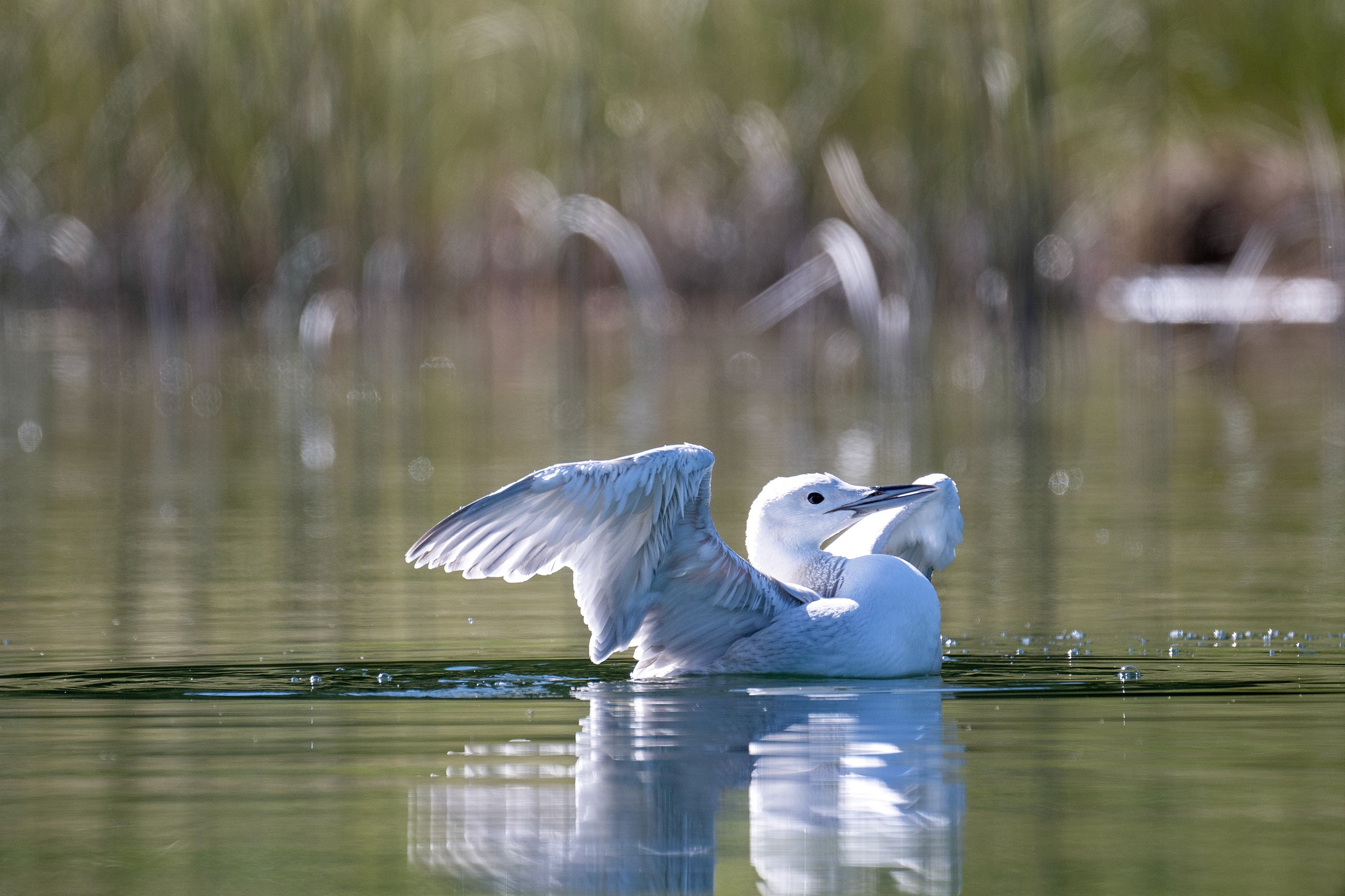 An entirely white Common Loon raises its wings, floating on a lake.