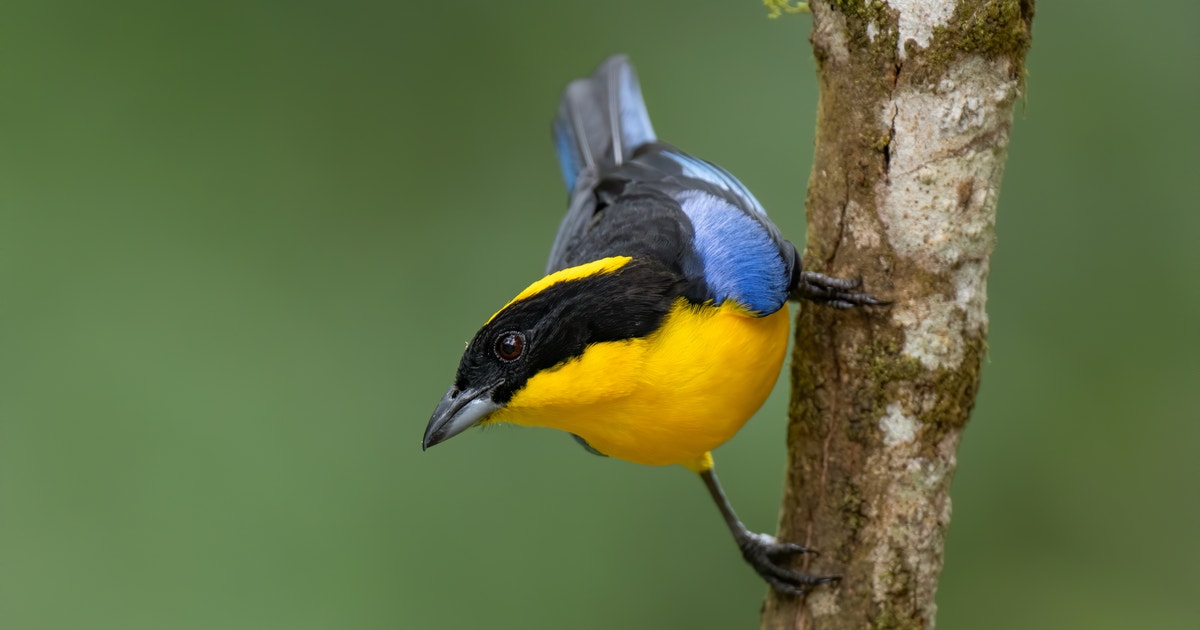 COP30 Recognized the Role of Forests and Nature in Addressing the Climate Crisis COP30 Recognized the Role of Forests and Nature in Addressing the Climate Crisis