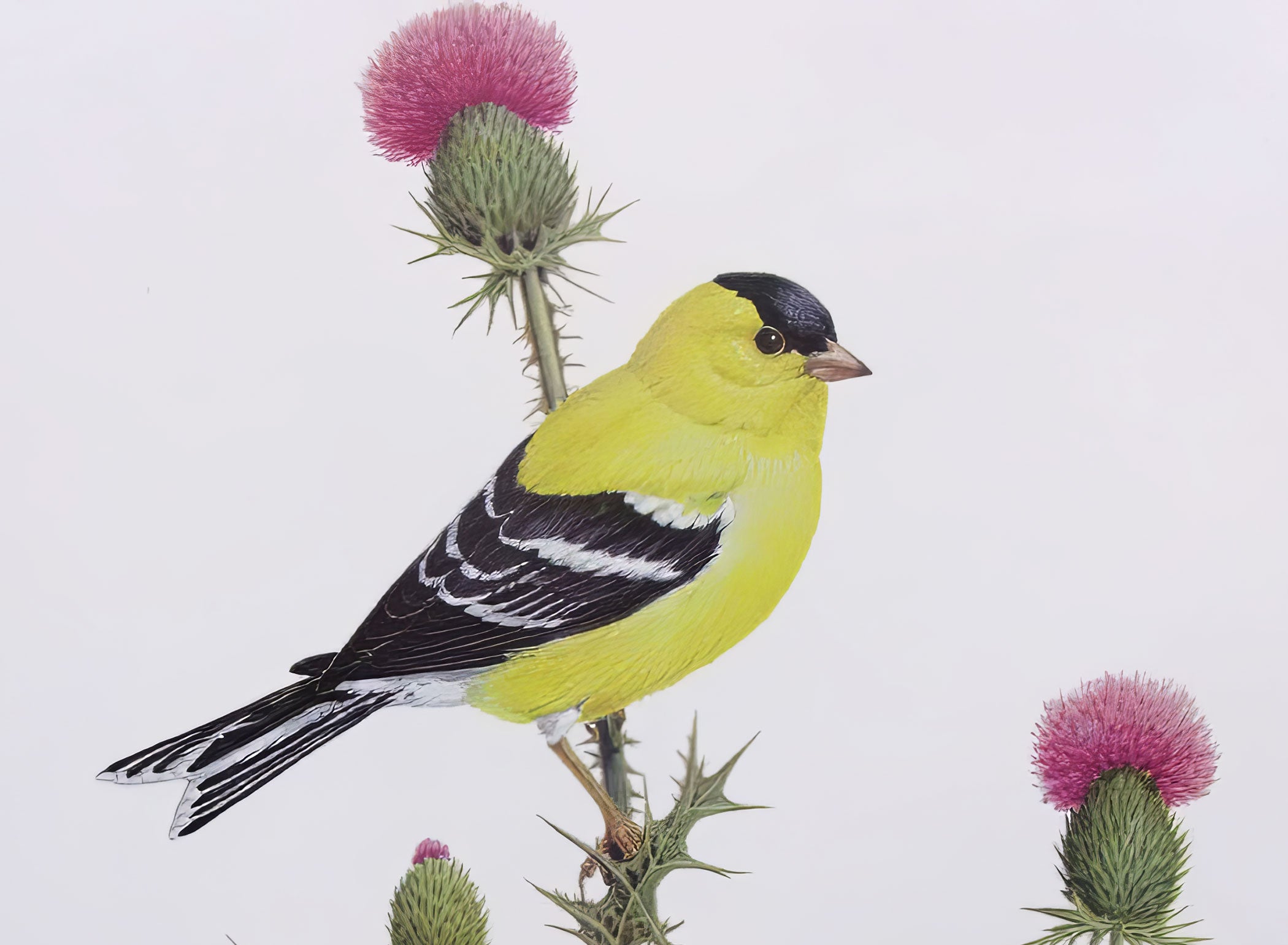 The American Goldfinch