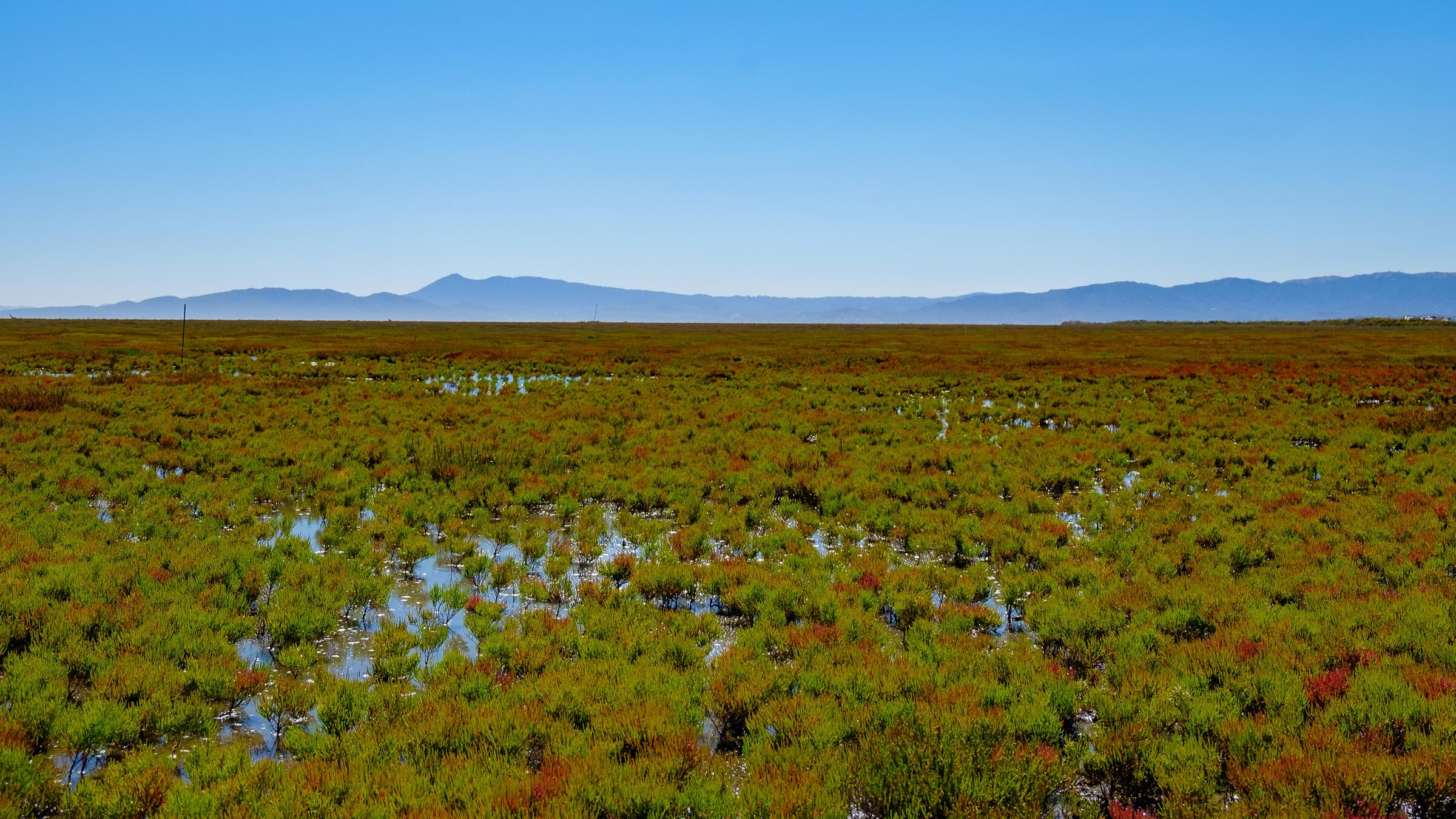 Sonoma Creek Enhancement: 400-acres of vital wetland habitat in San Pablo Bay – National Audubon Society