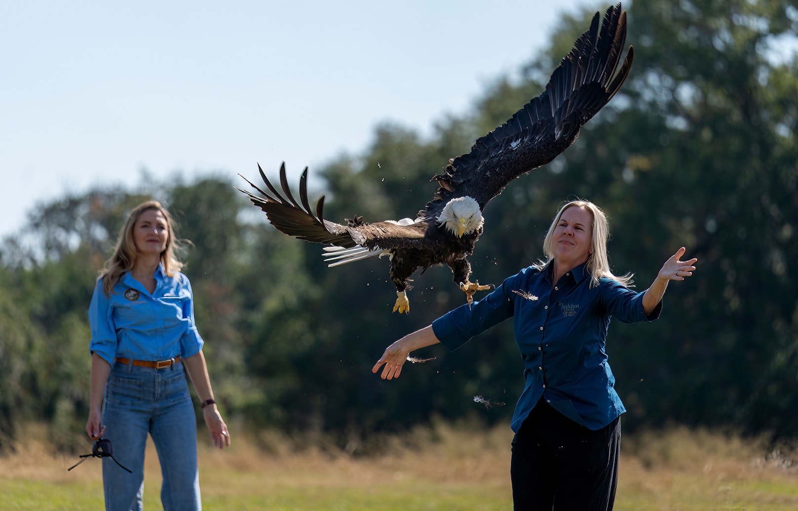 800th Bald Eagle Released from Audubon Center for Birds of Prey | Audubon