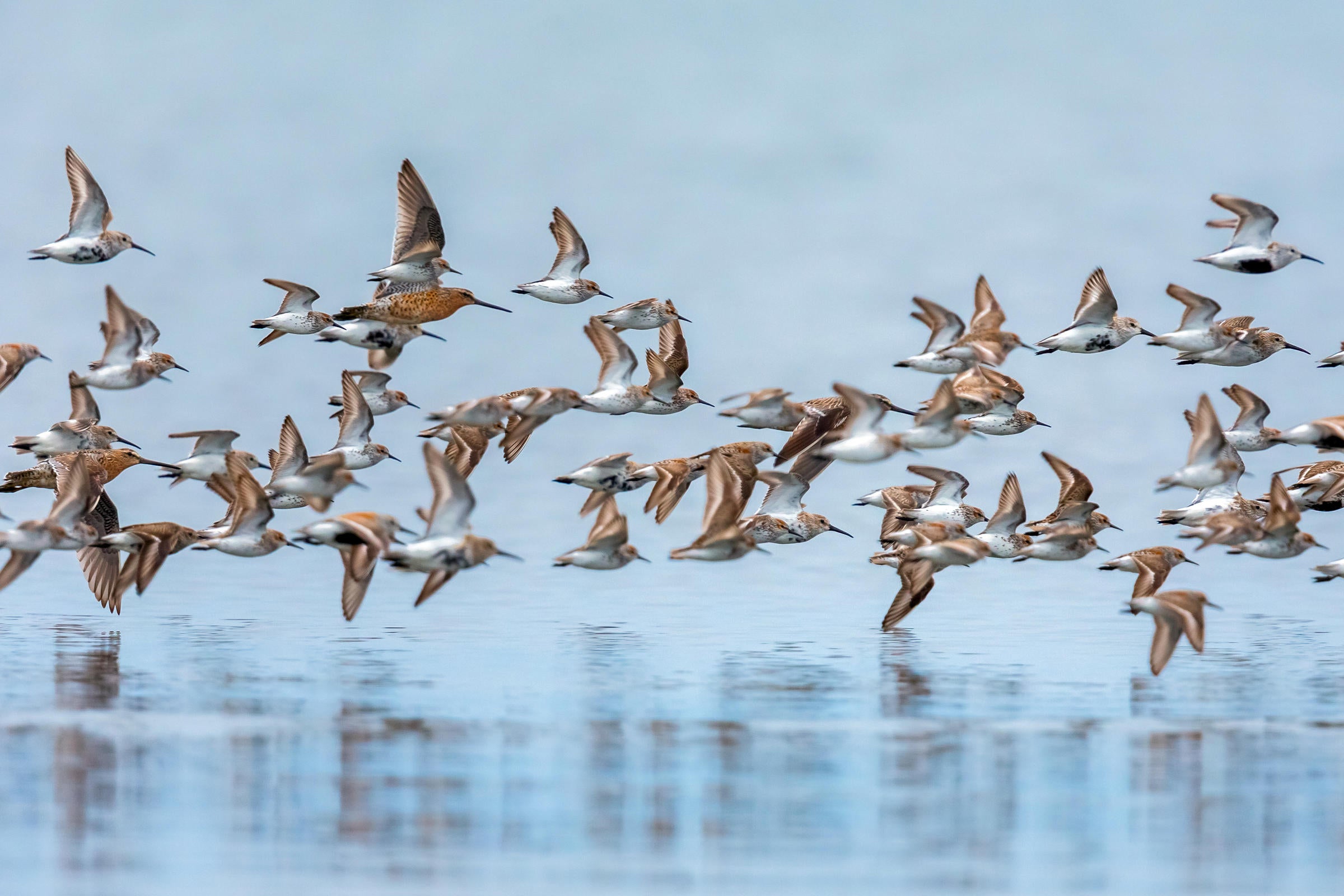 Shorebirds at Bottle Beach