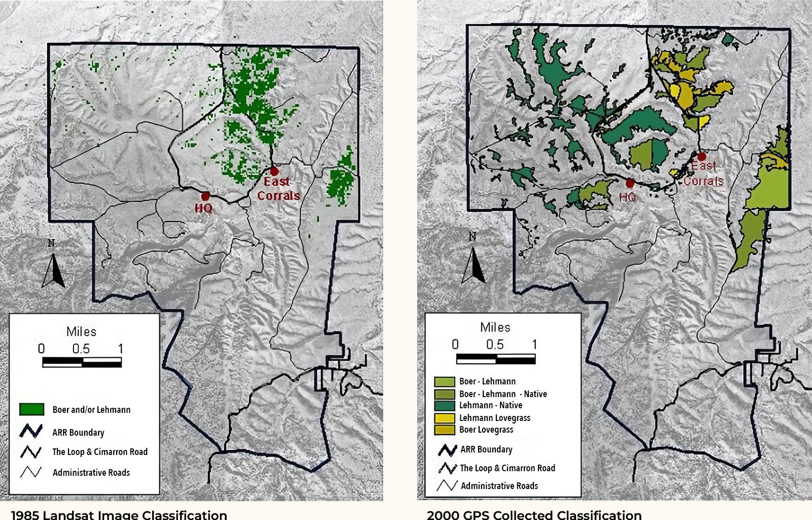 The spread of invasive grasses on the Research Ranch between 1985 and 2000.