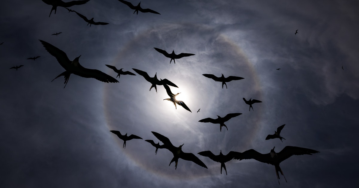 Audubon Photography Awards