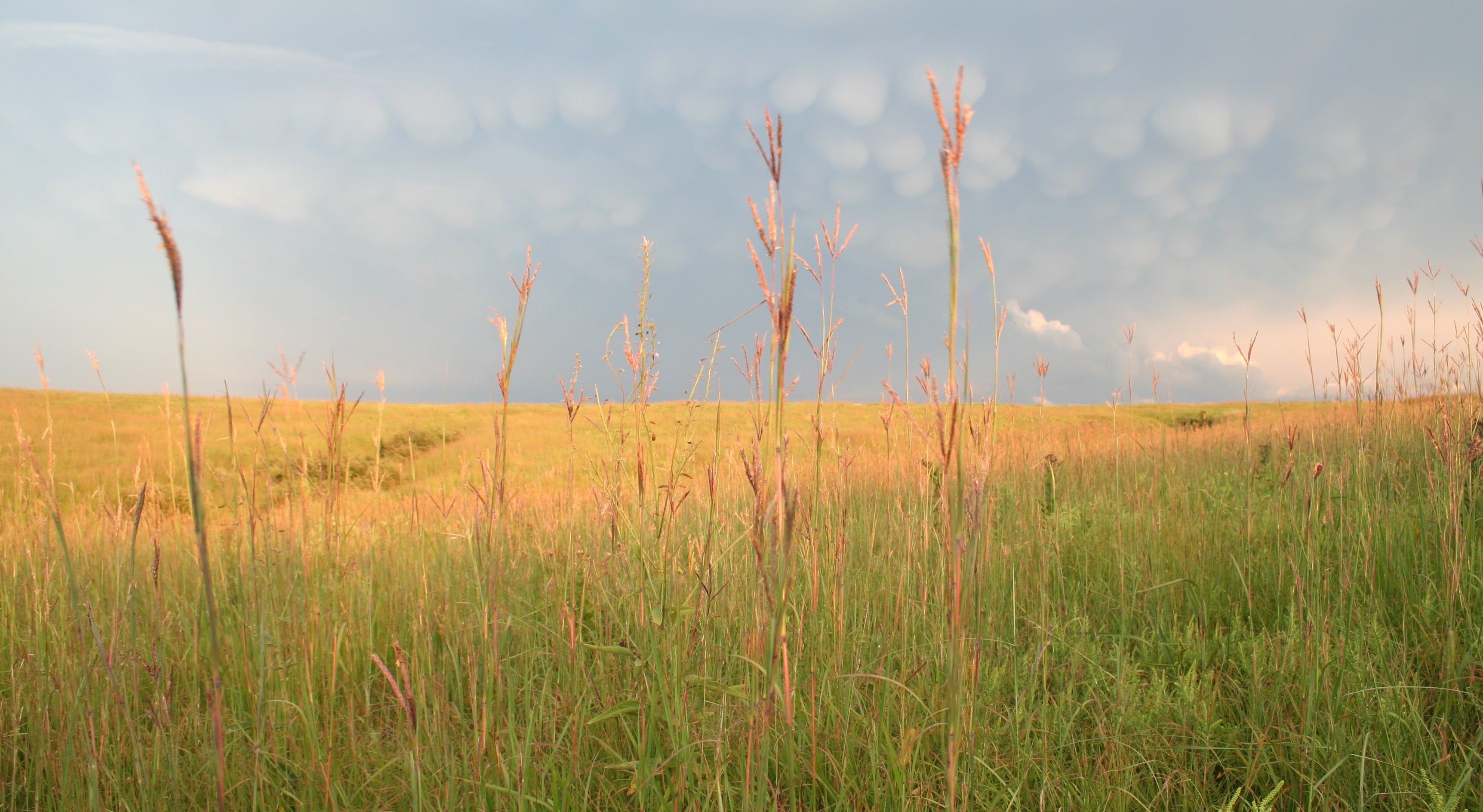 Spring Creek Prairie landscape