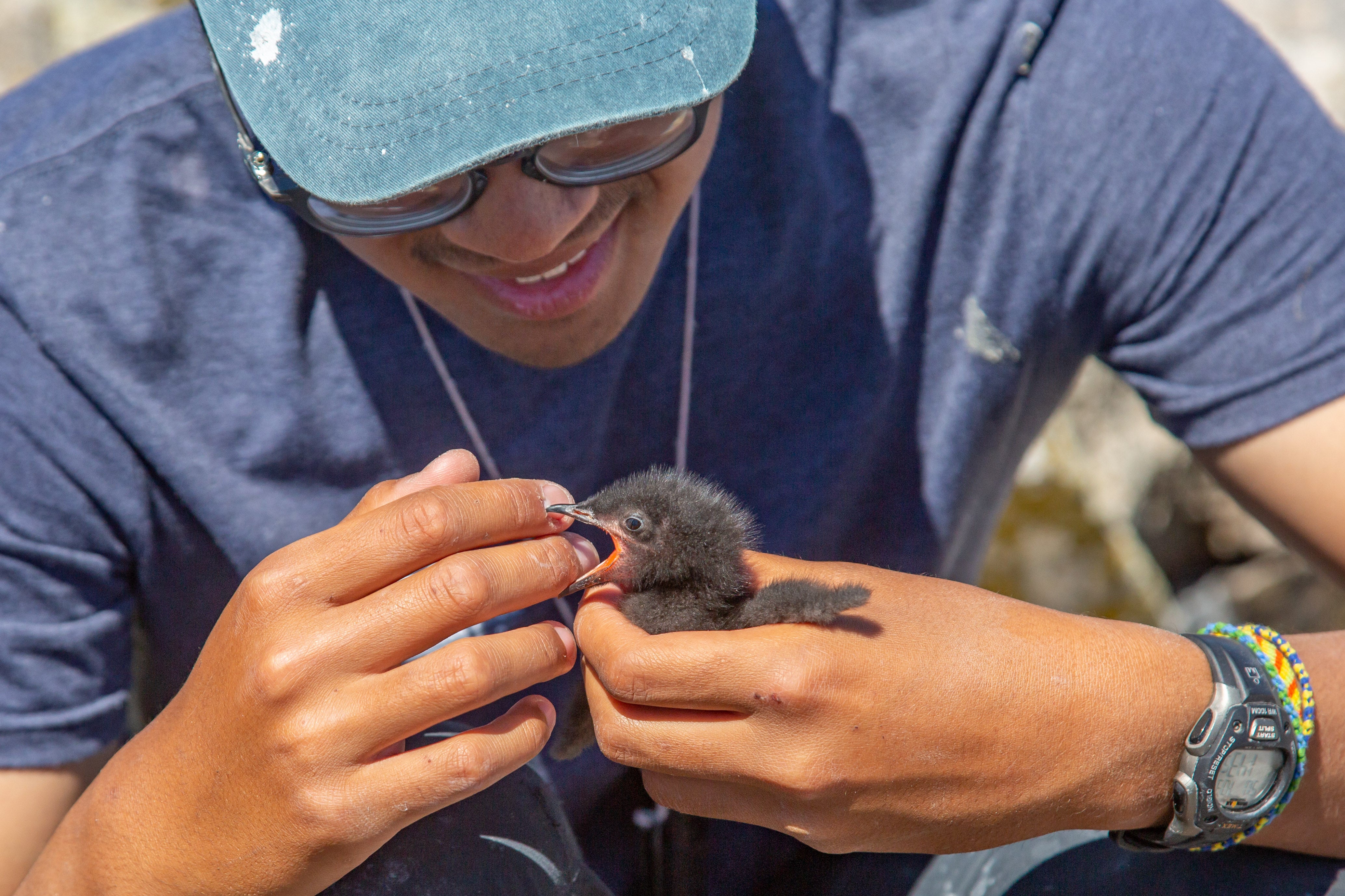 A person holding a chick that is biting their finger.