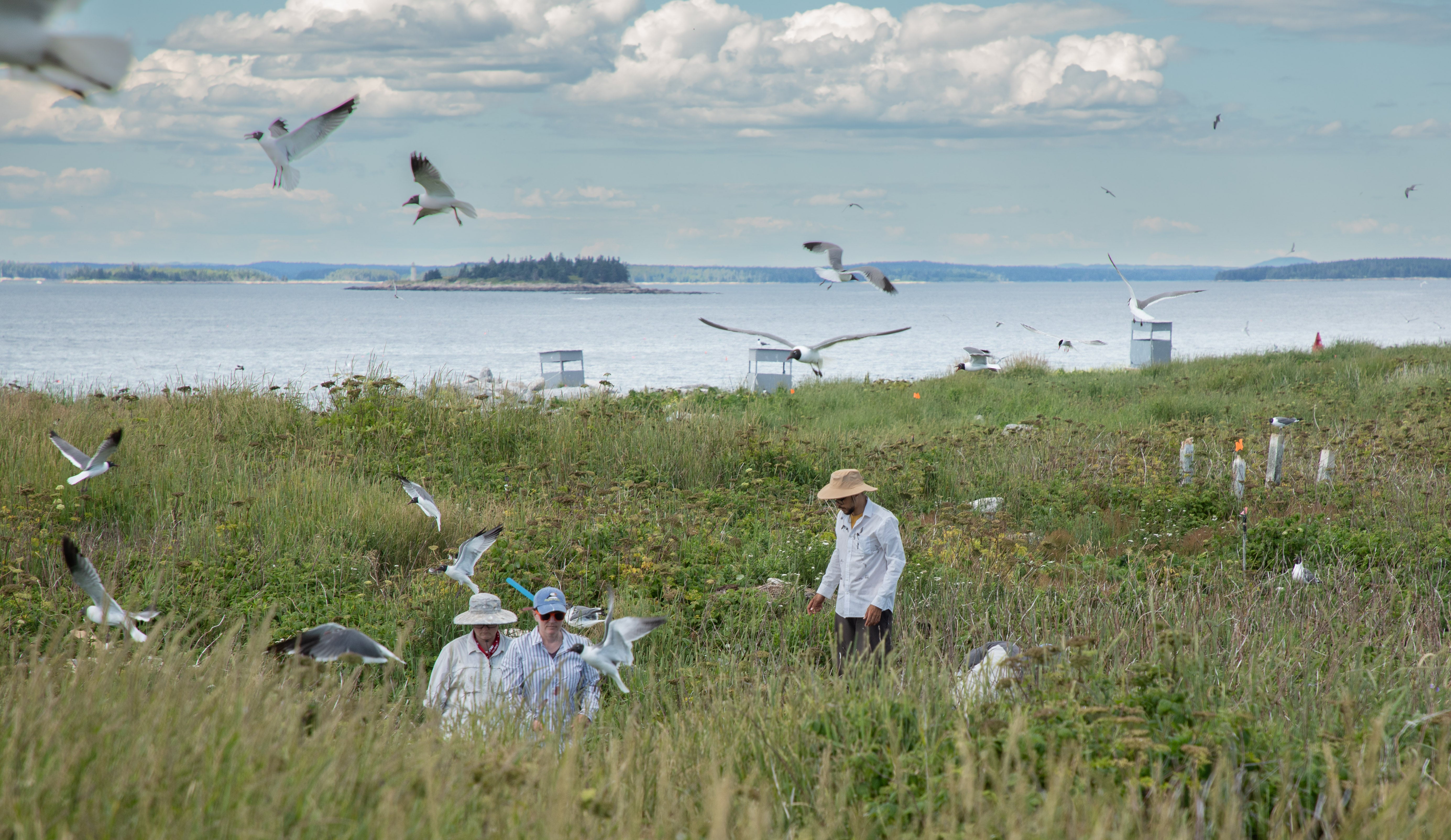 People walking through tall brush on an island while gulls fly overhead.