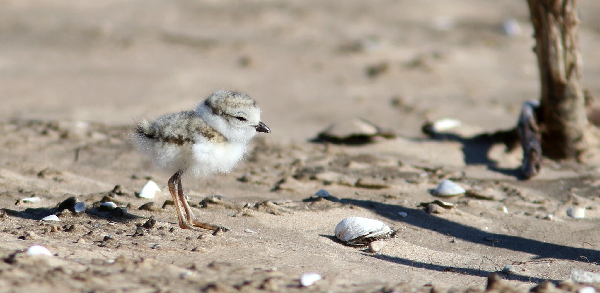 Great Lakes Piping Plover on beach habitat
