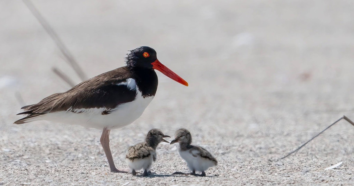 A Year of Surprises and Firsts for Beach-Nesting Bird Species A Year of Surprises and Firsts for Beach-Nesting Bird Species