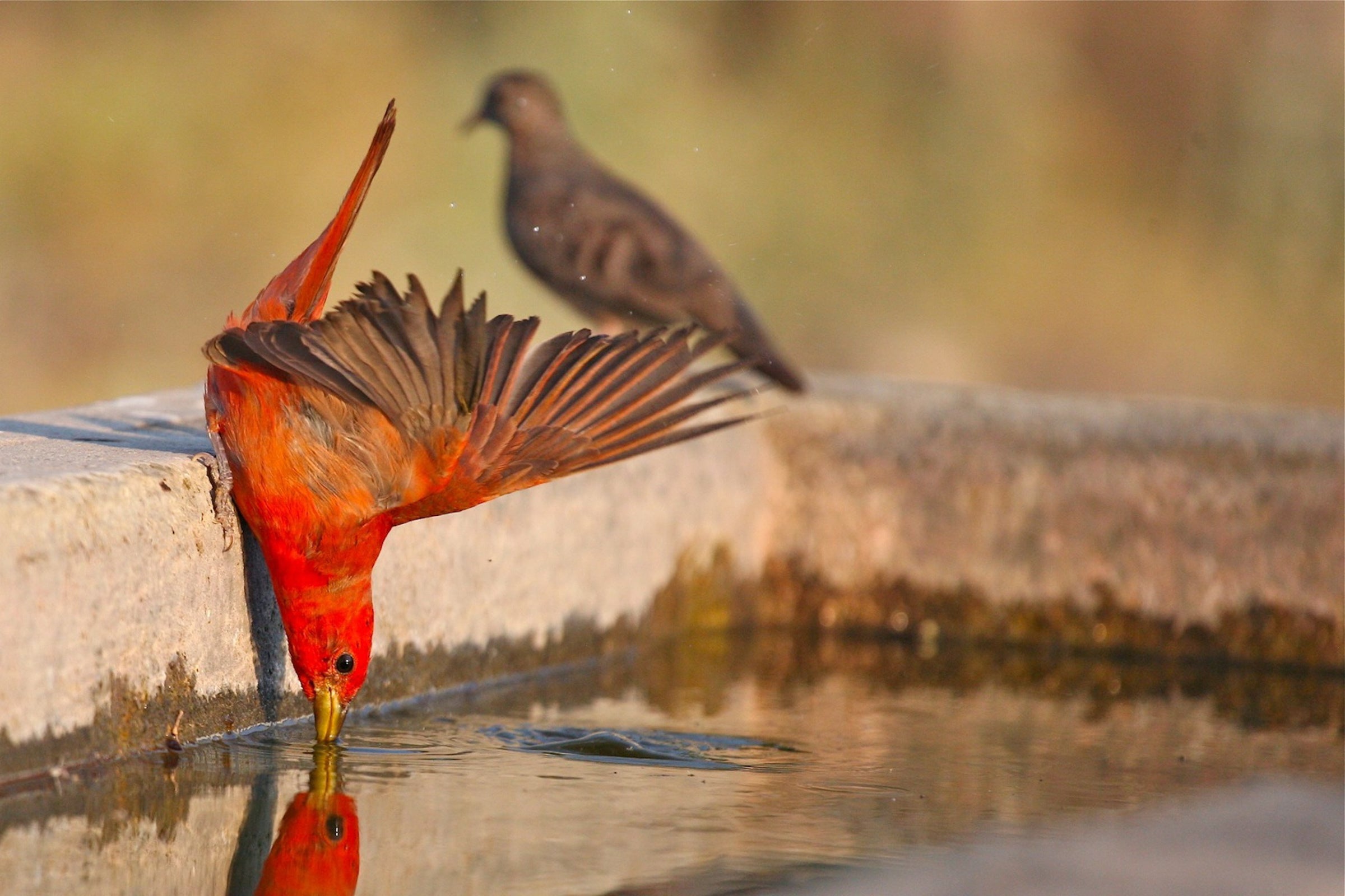 Summer Tanager