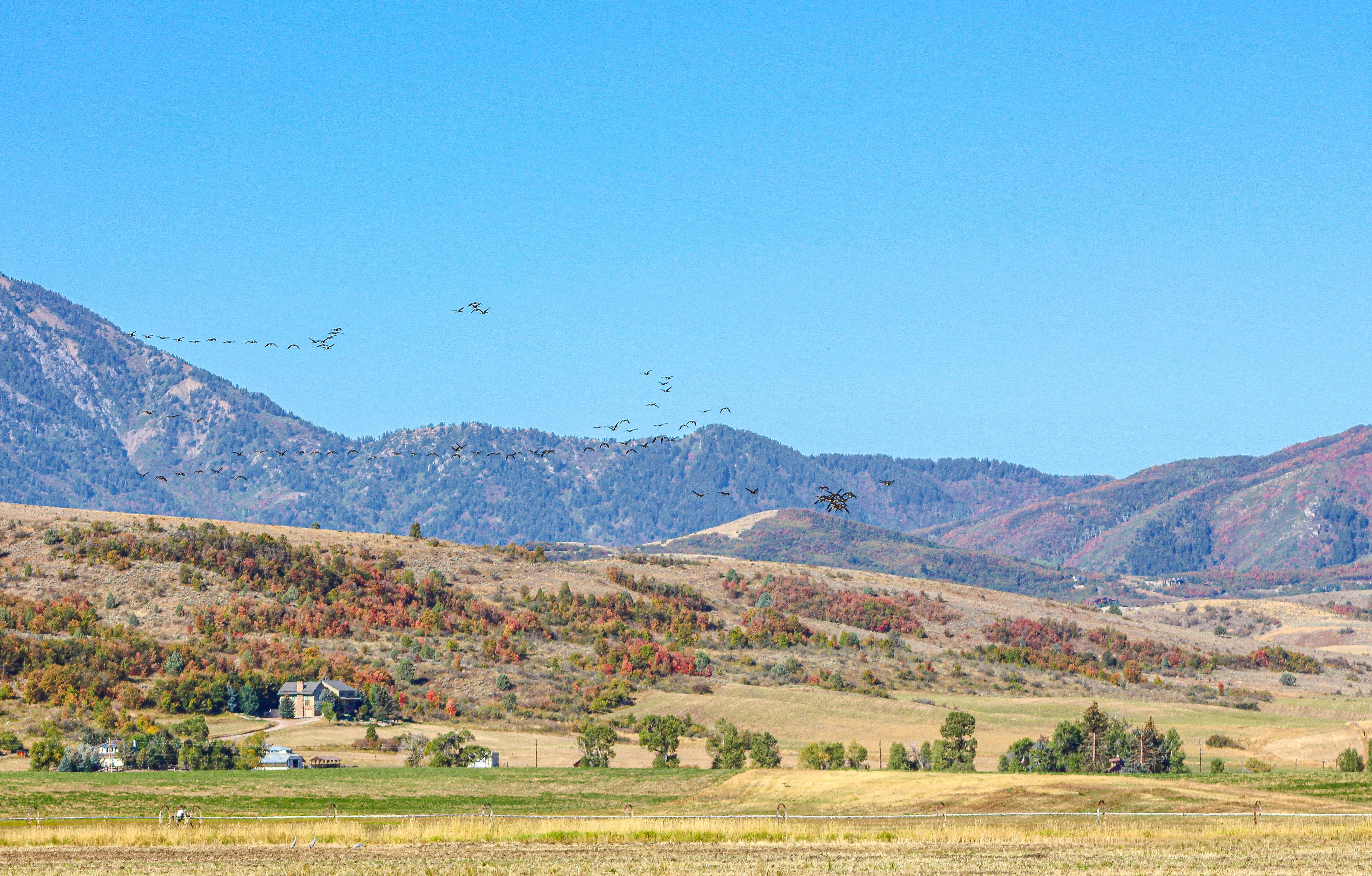 Canadian Geese fly over Huntsville Abbey. 