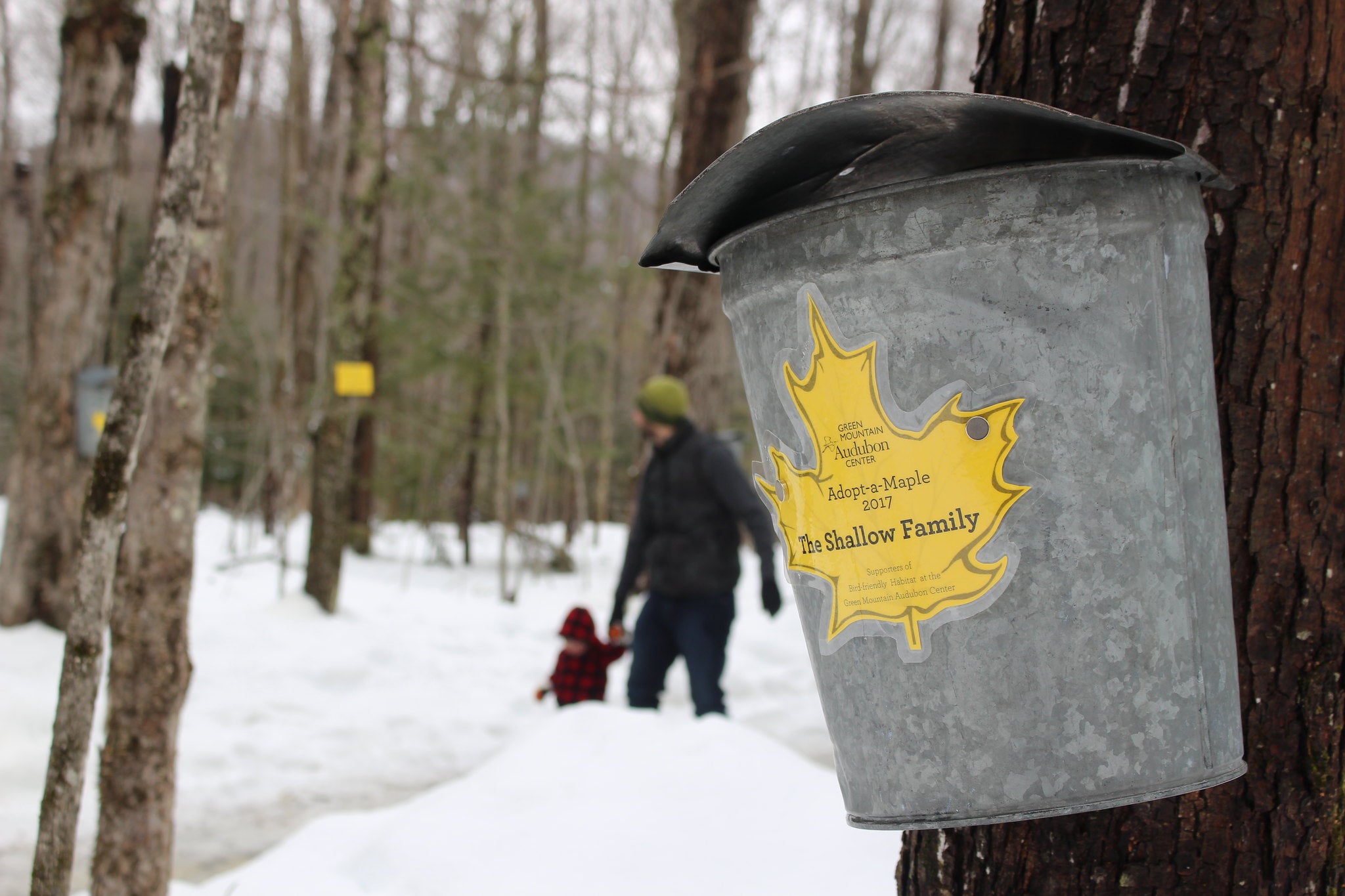 A closeup of a maple leaf name card on a maple sap bucket hanging from a tree. In the background a parent and child walk through the snow.