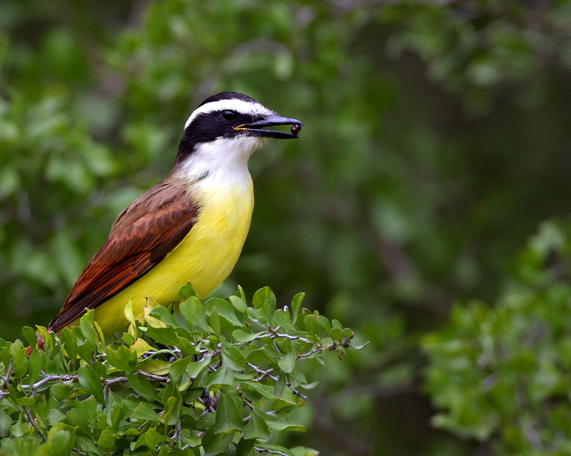 Great Kiskadee