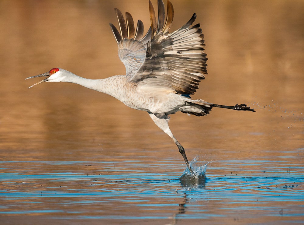 Sandhill crane above water