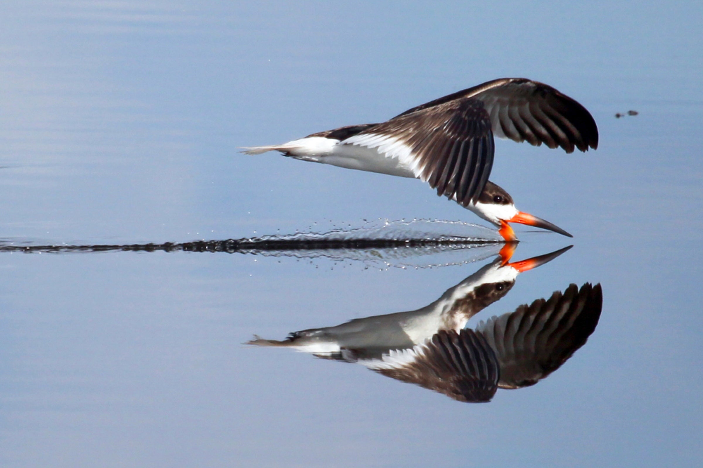 Black Skimmer