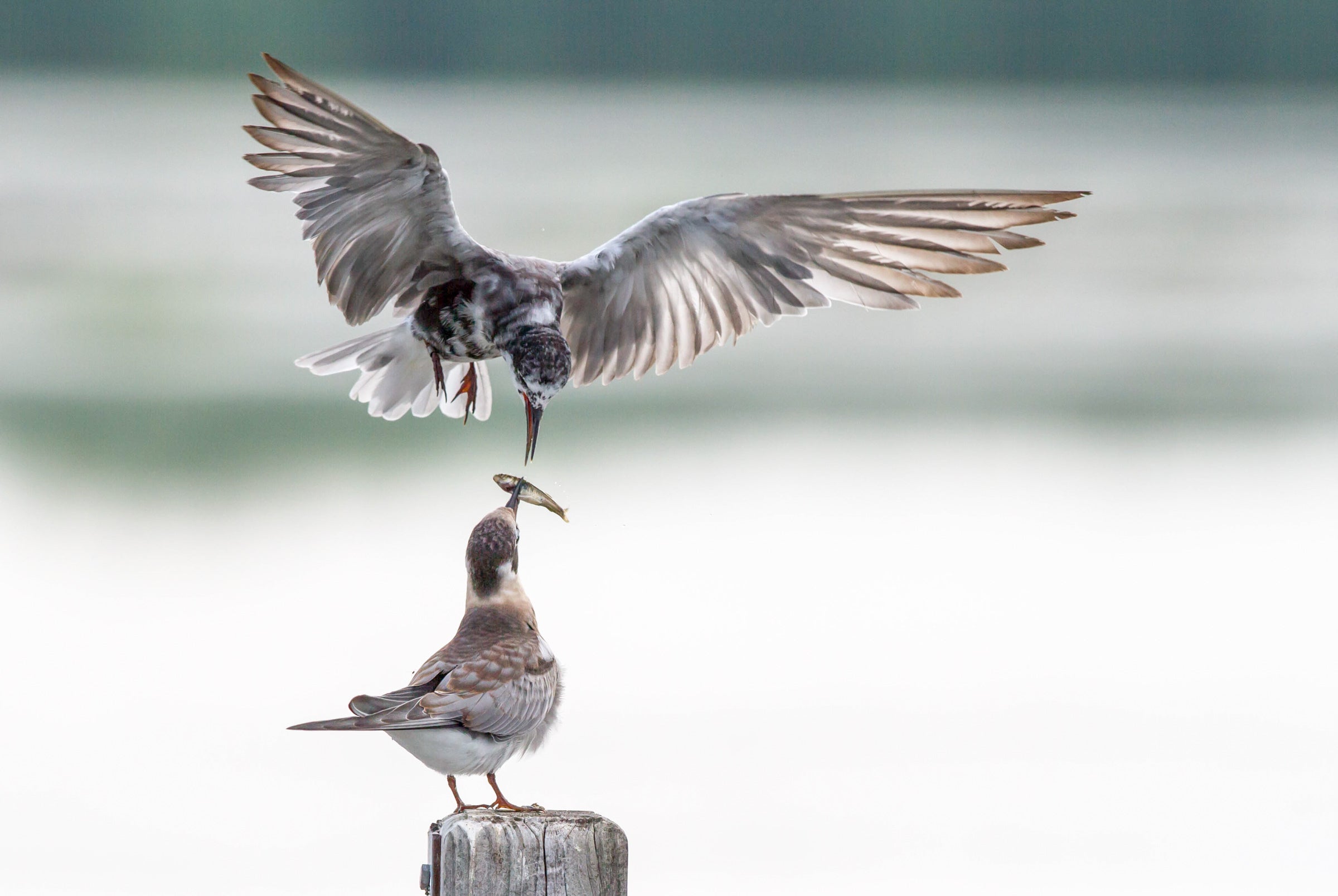 Black Tern feeding chick.
