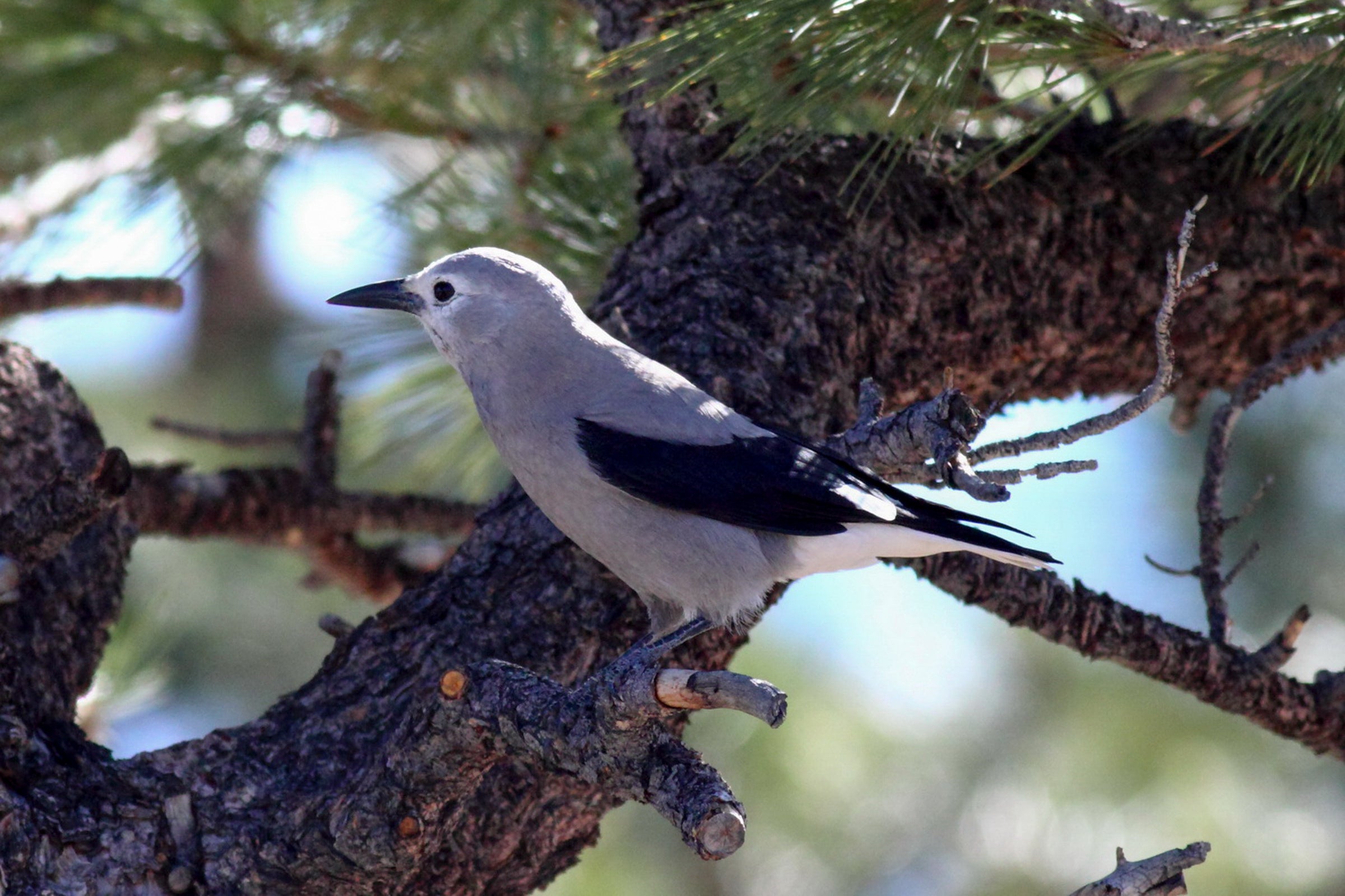 Clark's Nutcracker