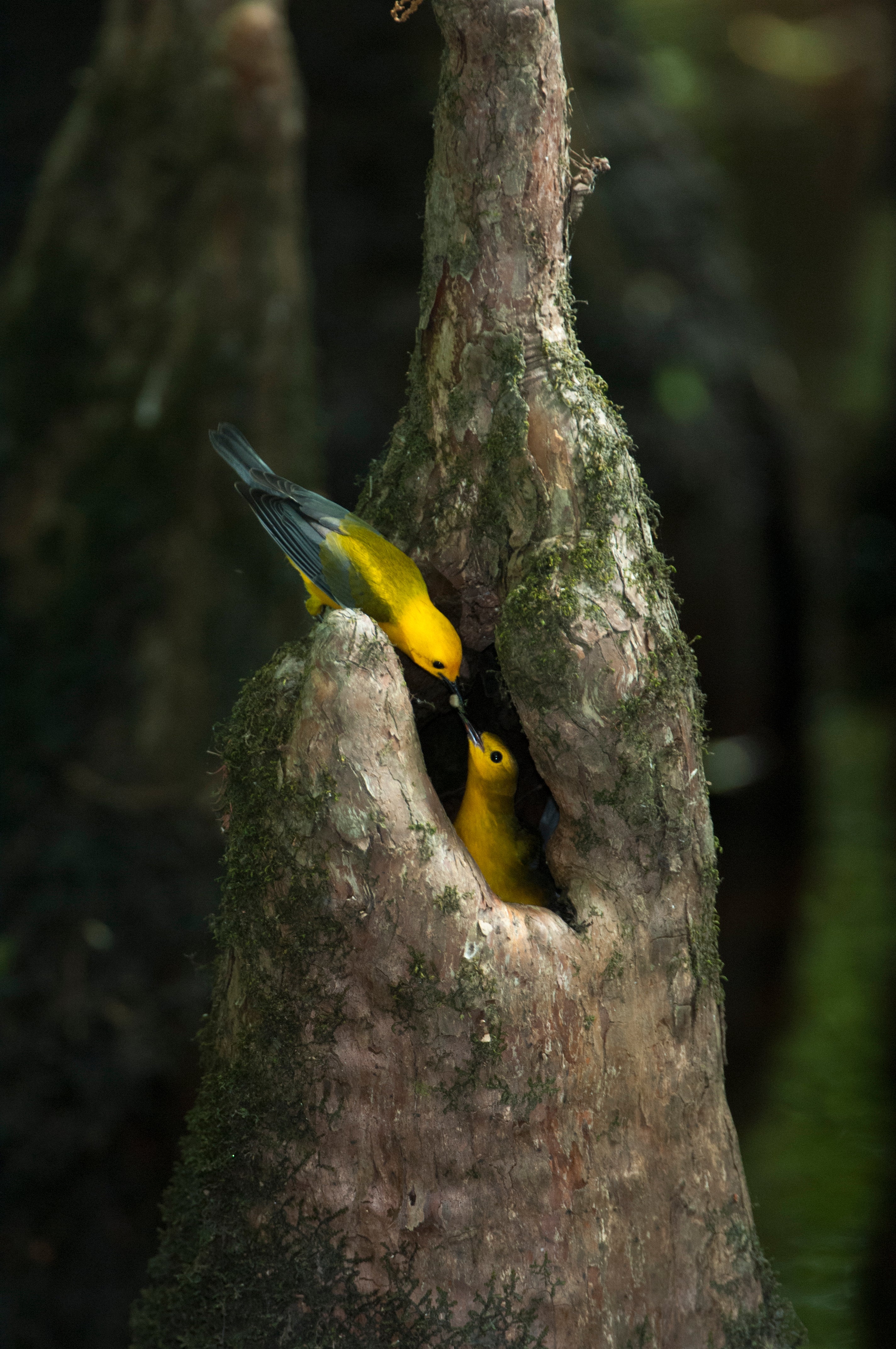 A yellow bird sits on a cypress knee while the other is inside sitting on a nest