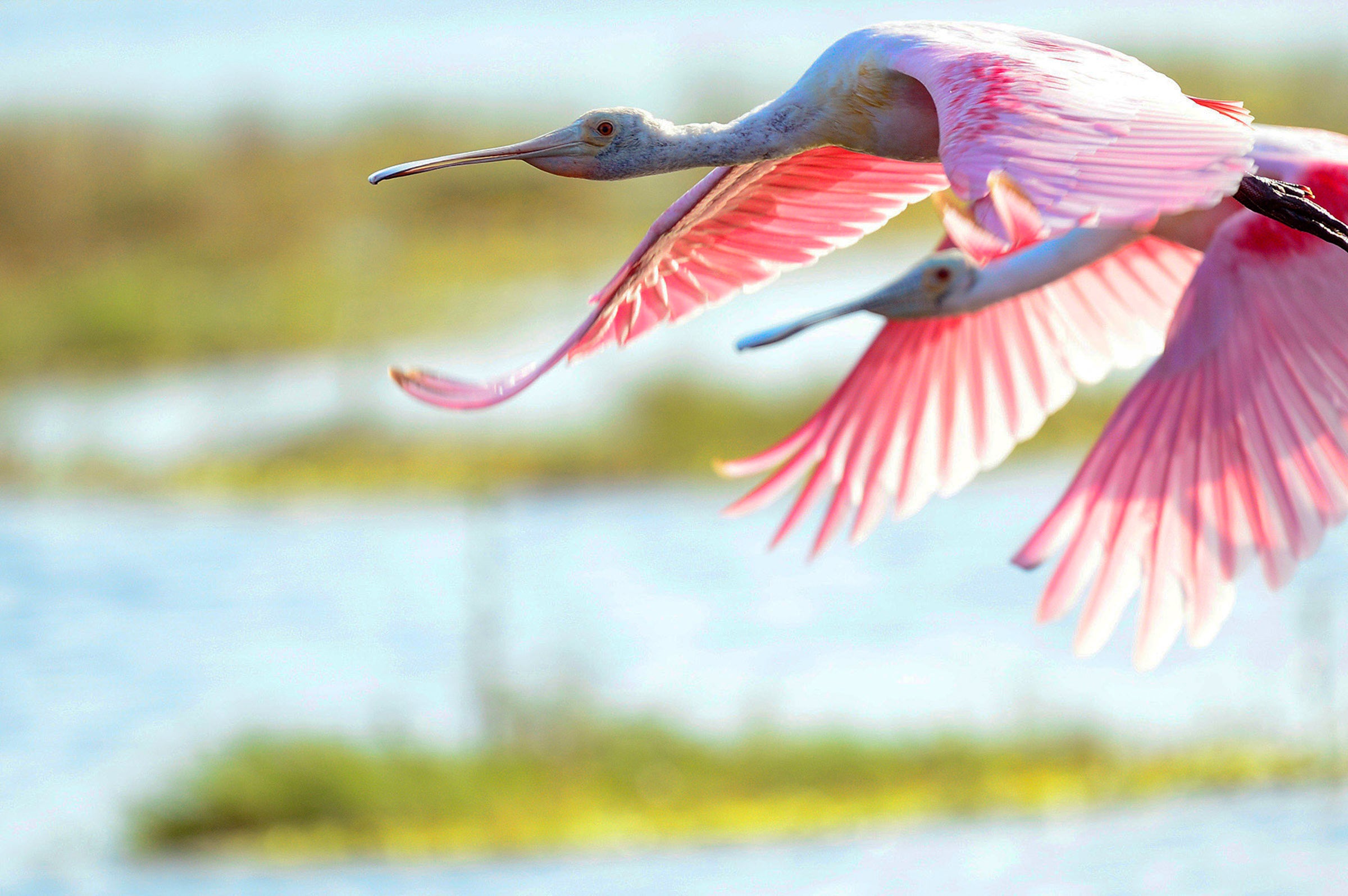Roseate Spoonbill