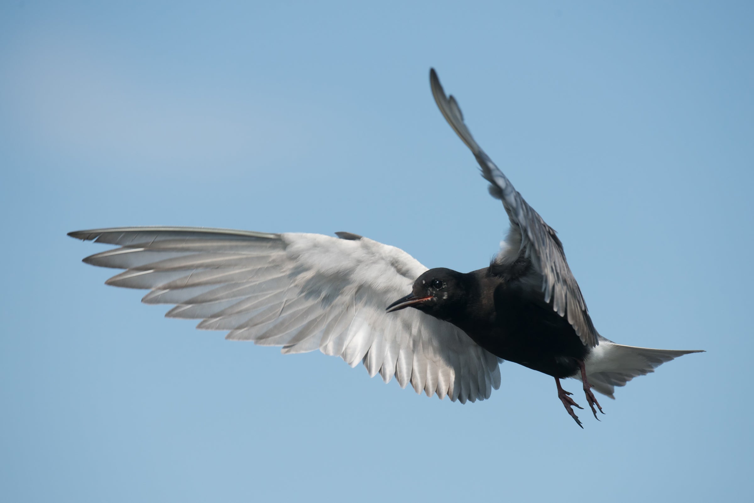 Black Tern with wings spread wide against a blue sky.