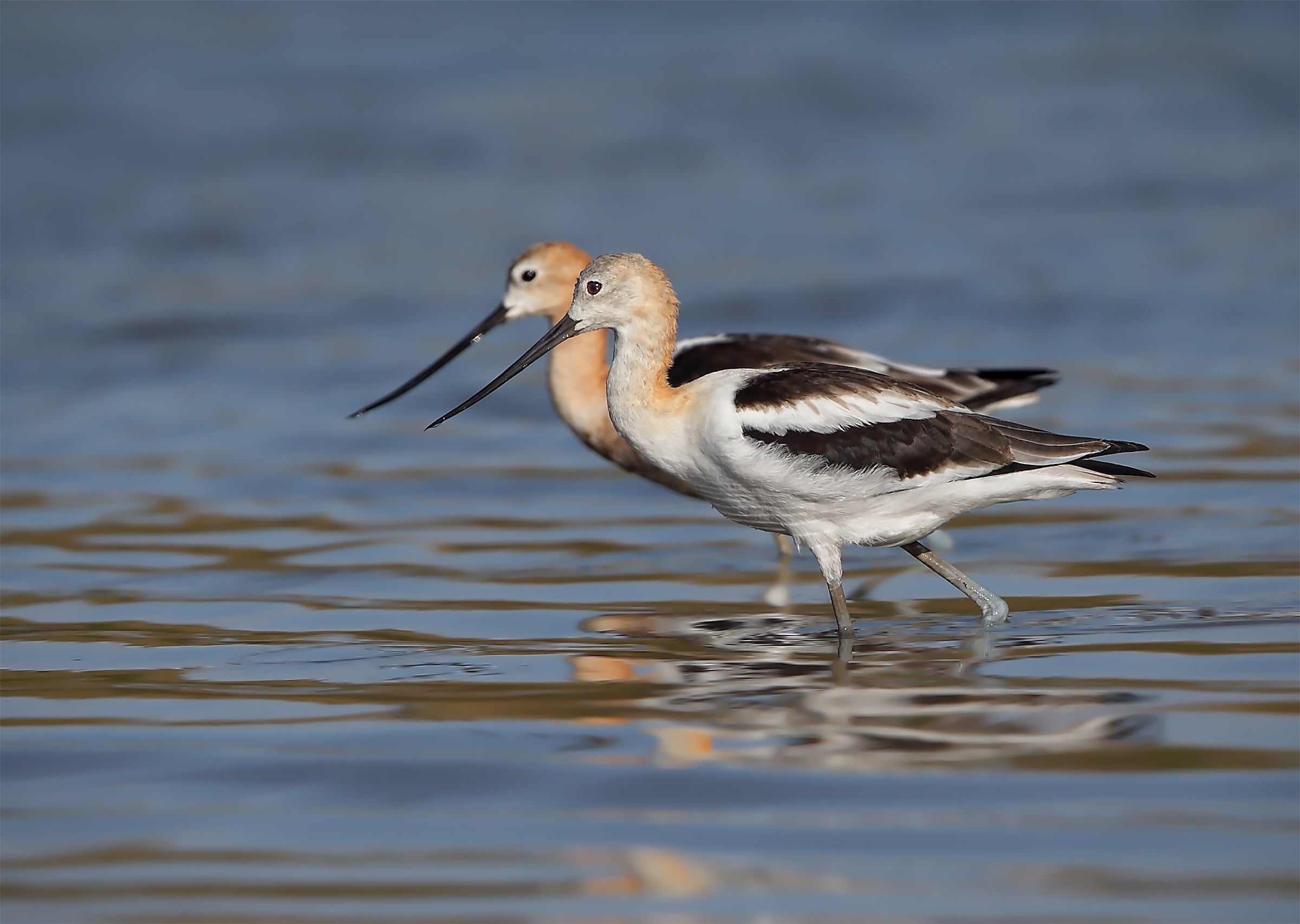 American Avocet, male and female, wading