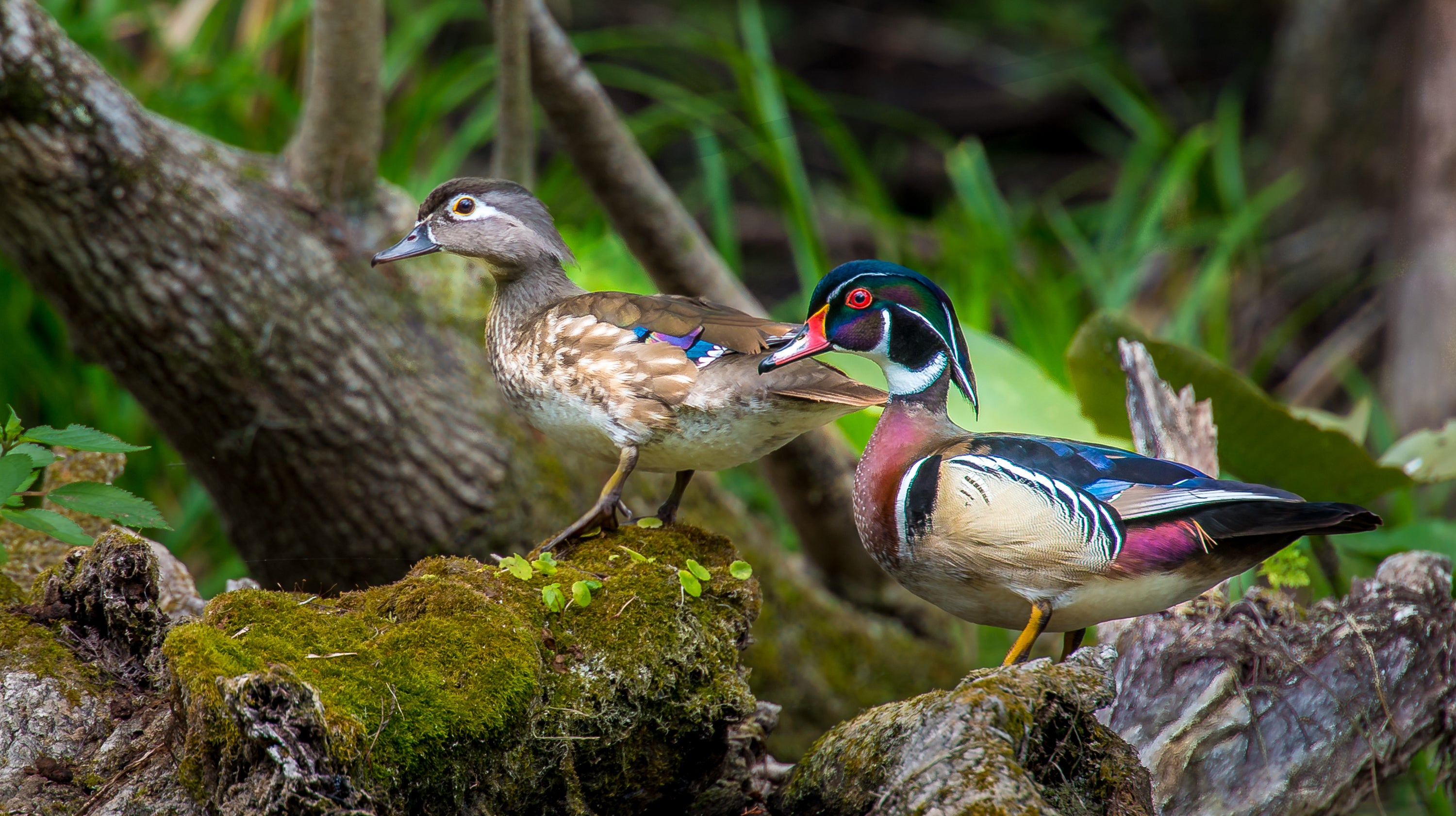 A colorful male Wood duck and a more muted female wood duck sit on a mossy log at the edge of a wetland